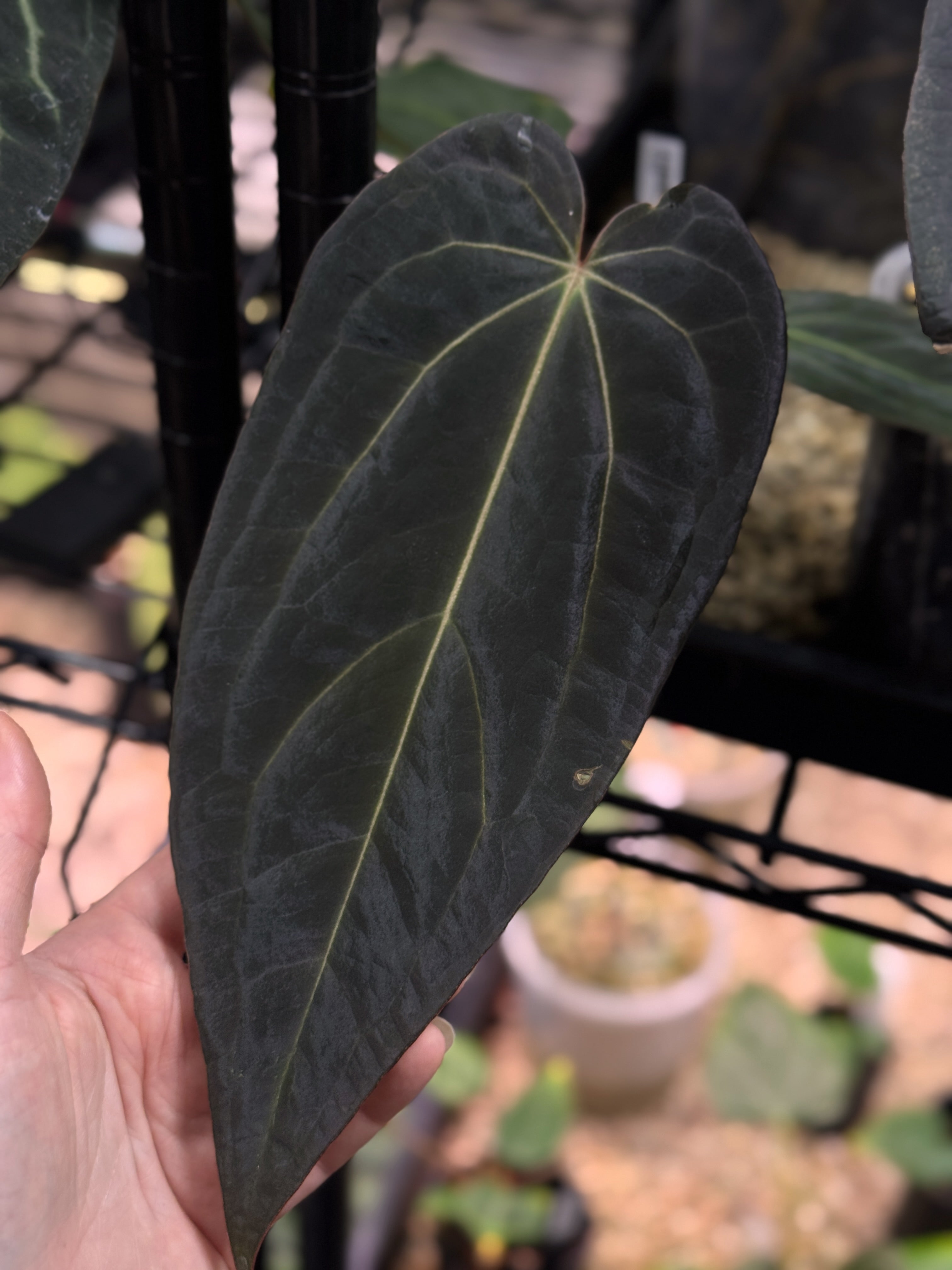 NFS: Anthurium Dark & Handsome '9' x Red Velvet Cake '24' - Rare