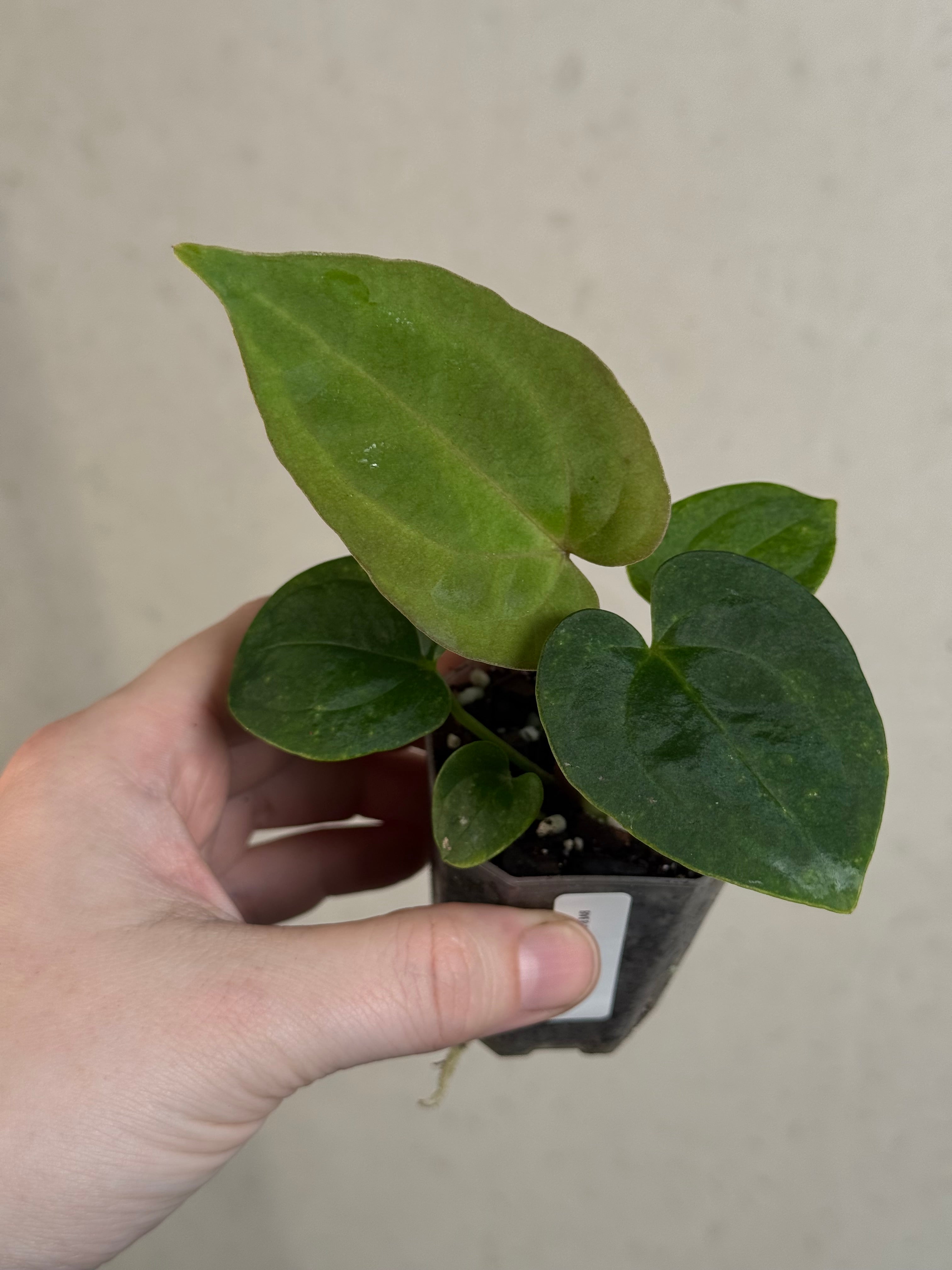Anthurium BVEP 'Laila' x Ace of Spades Dark Form