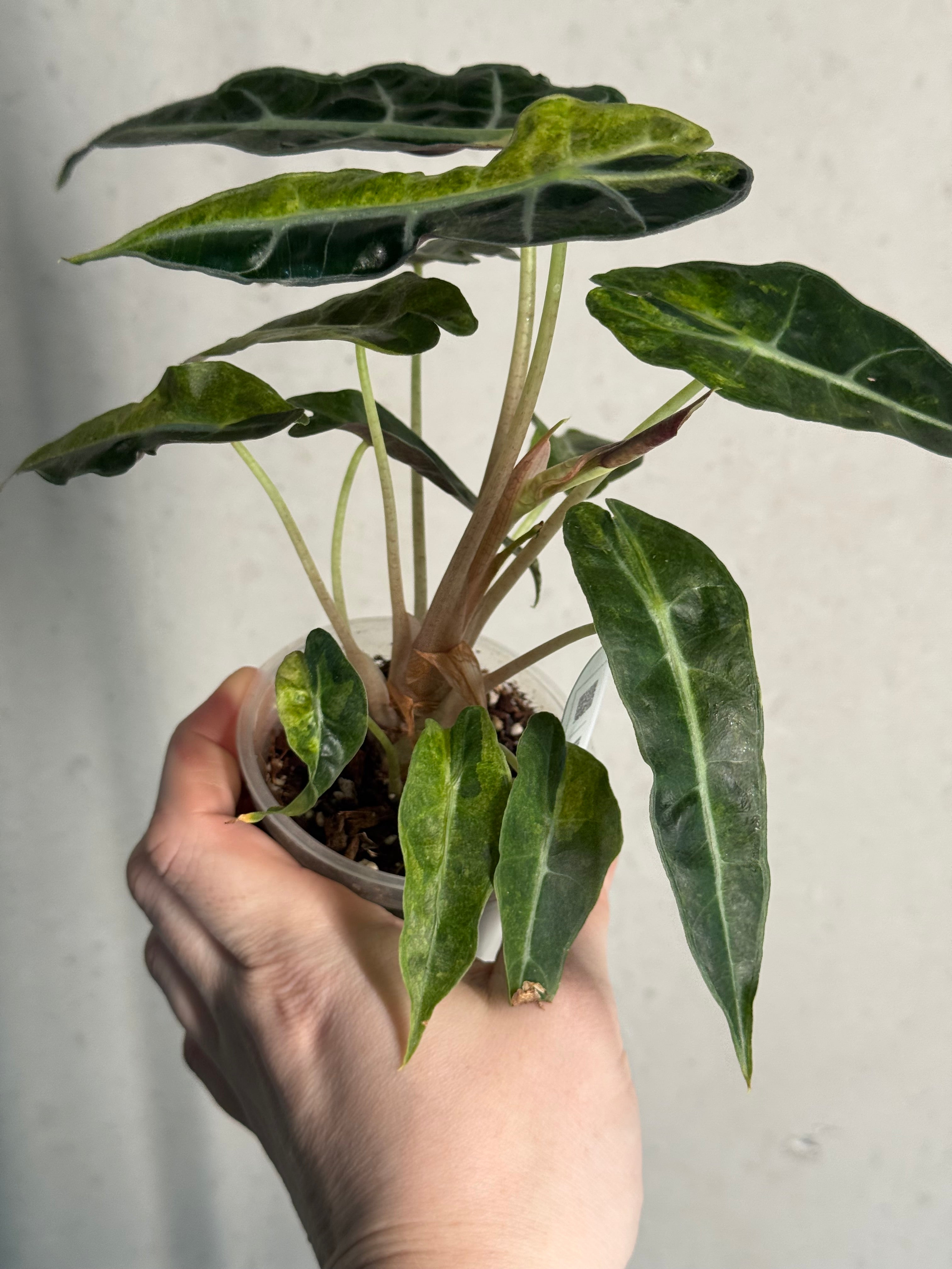 Alocasia Polly Aurea Variegata