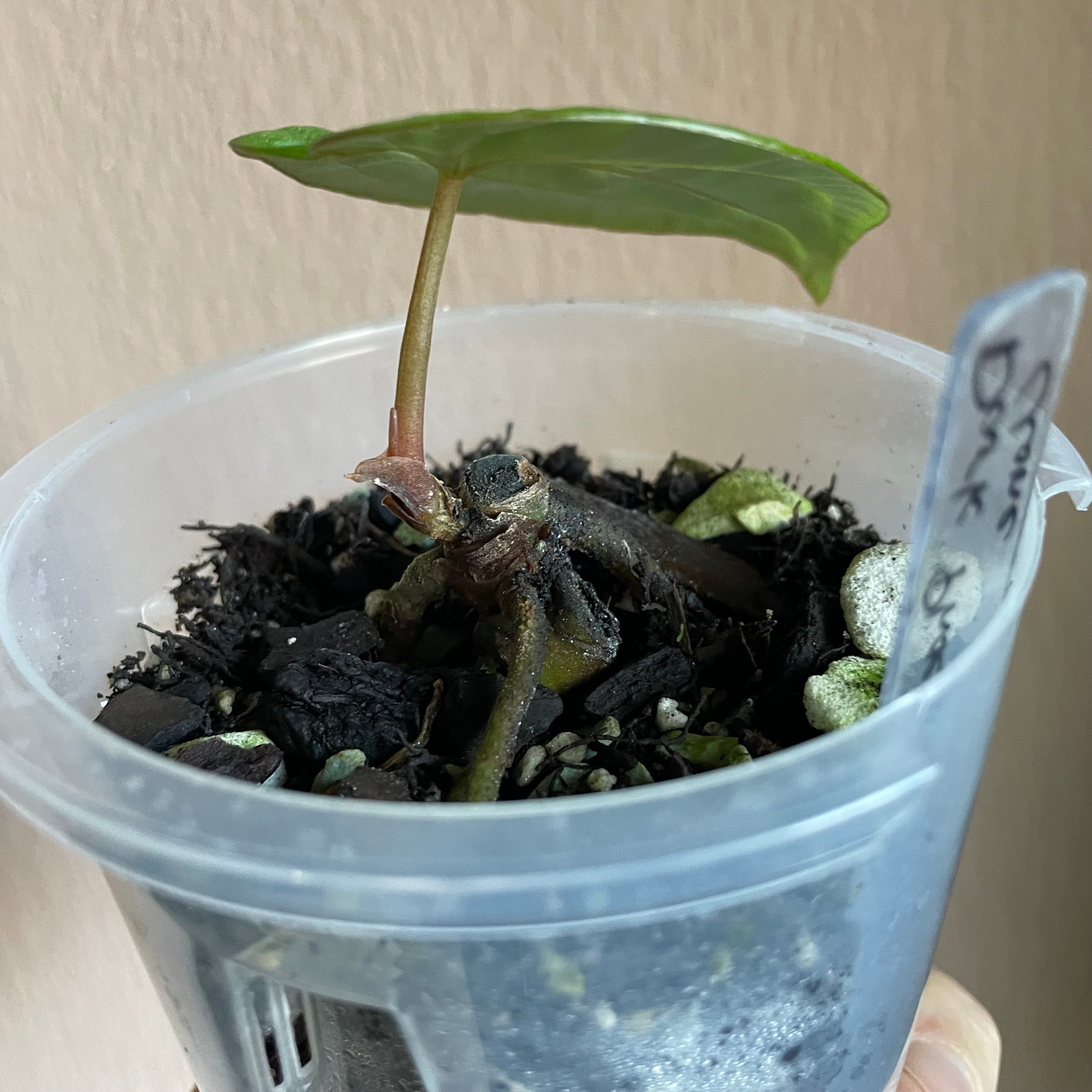 Anthurium - Various plants