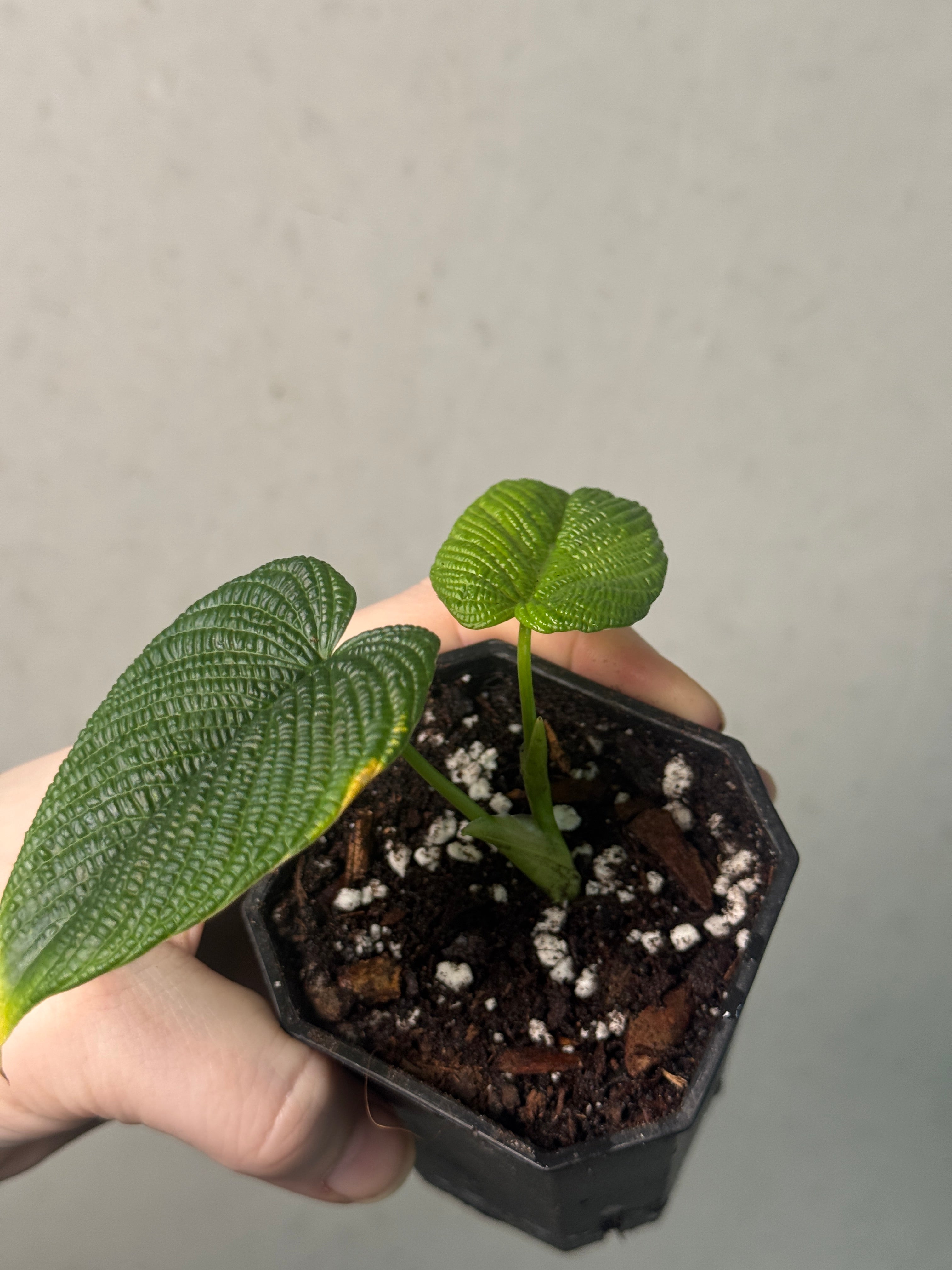 Philodendron cf. Lynnhannoiae - SMUKHI