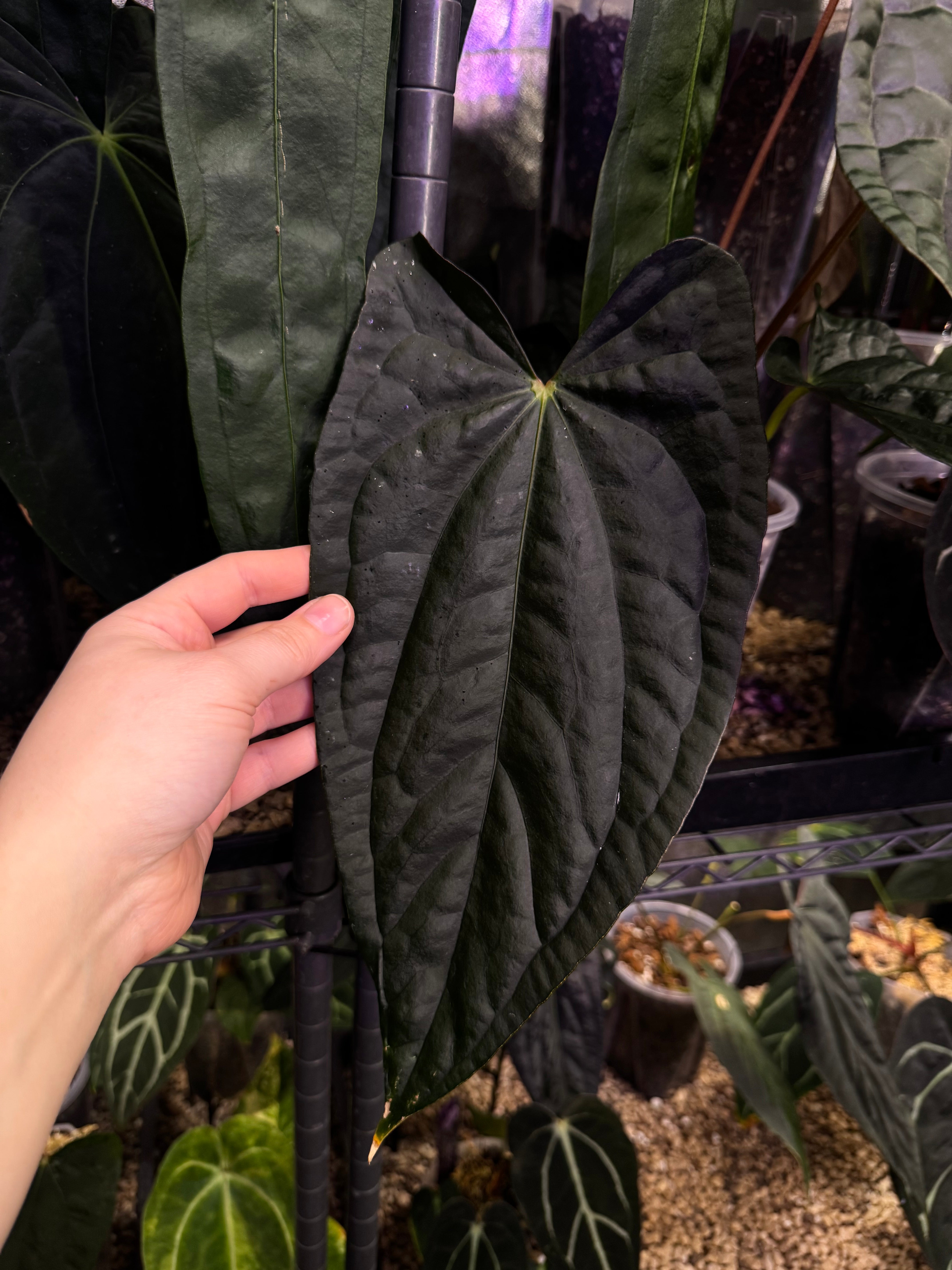 NFS: Anthurium (Fort Sherman x Ralph Lynam) 'Grim Reaper' x Luxurians