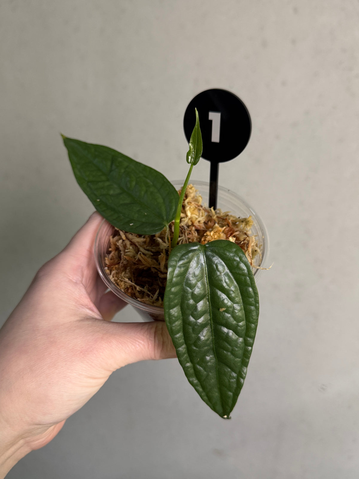 Anthurium sp. Limon plant with vibrant green leaves and yellow-green flowers, displayed in a pot, by SMUKHI.