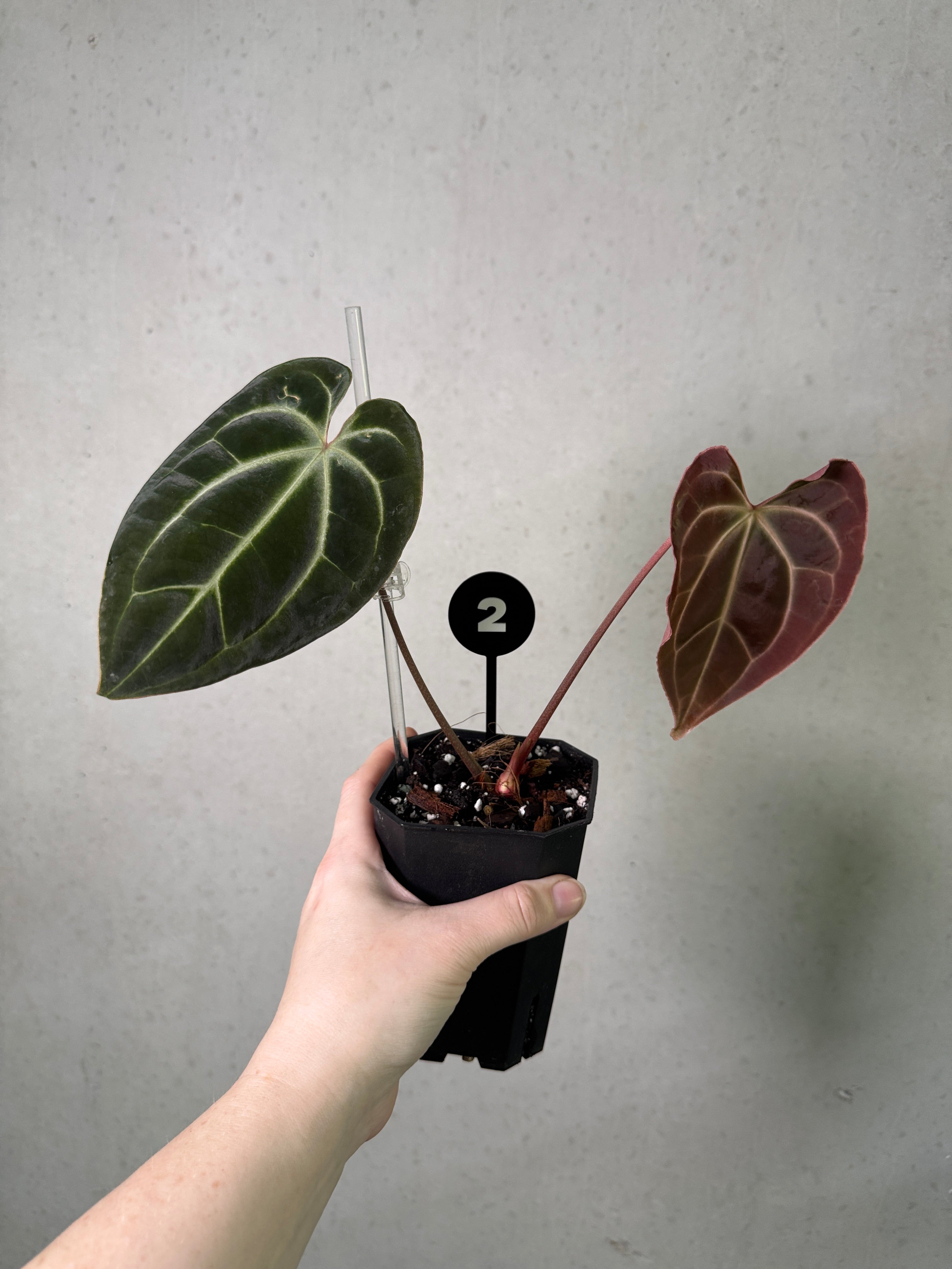Anthurium Besseae aff plant from SMUKHI with glossy green leaves and vibrant red flowers, shown in a natural indoor setting.