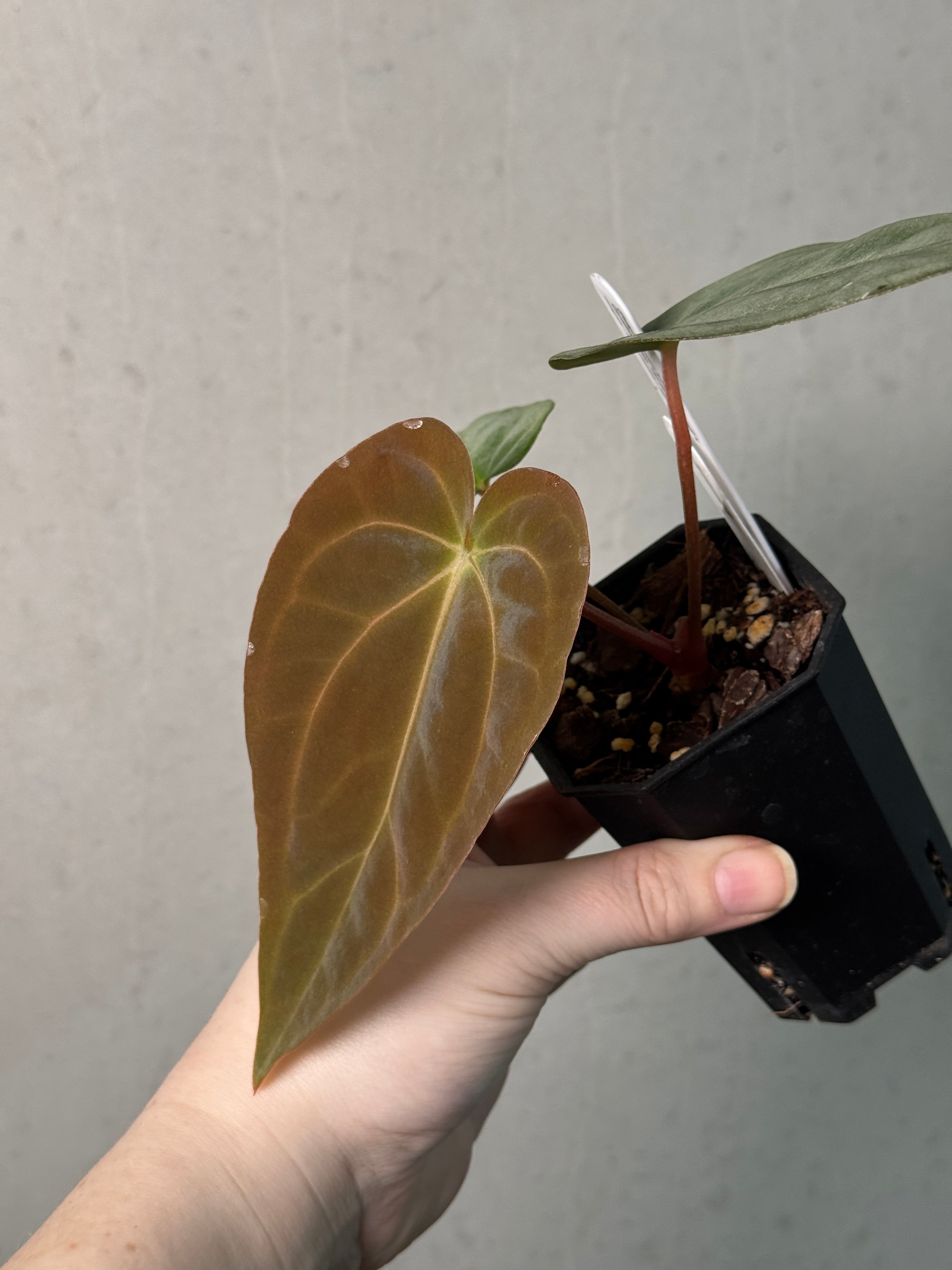 Anthurium (Ralph Lynam x Dressleri RG) x (Carlablackiae A1 x self) - SMUKHI