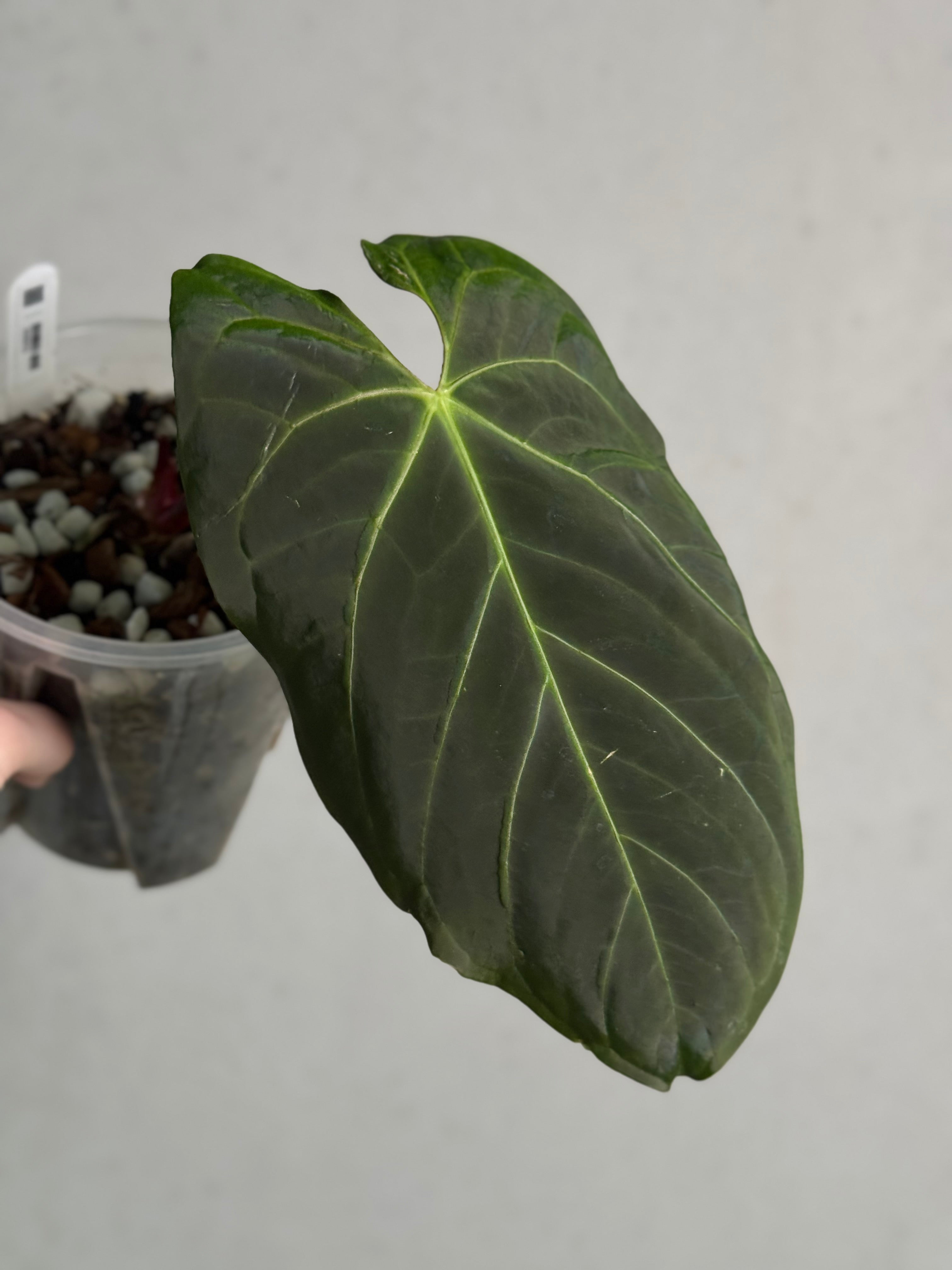 Anthurium noID / Papillilaminum x - Sad Plant