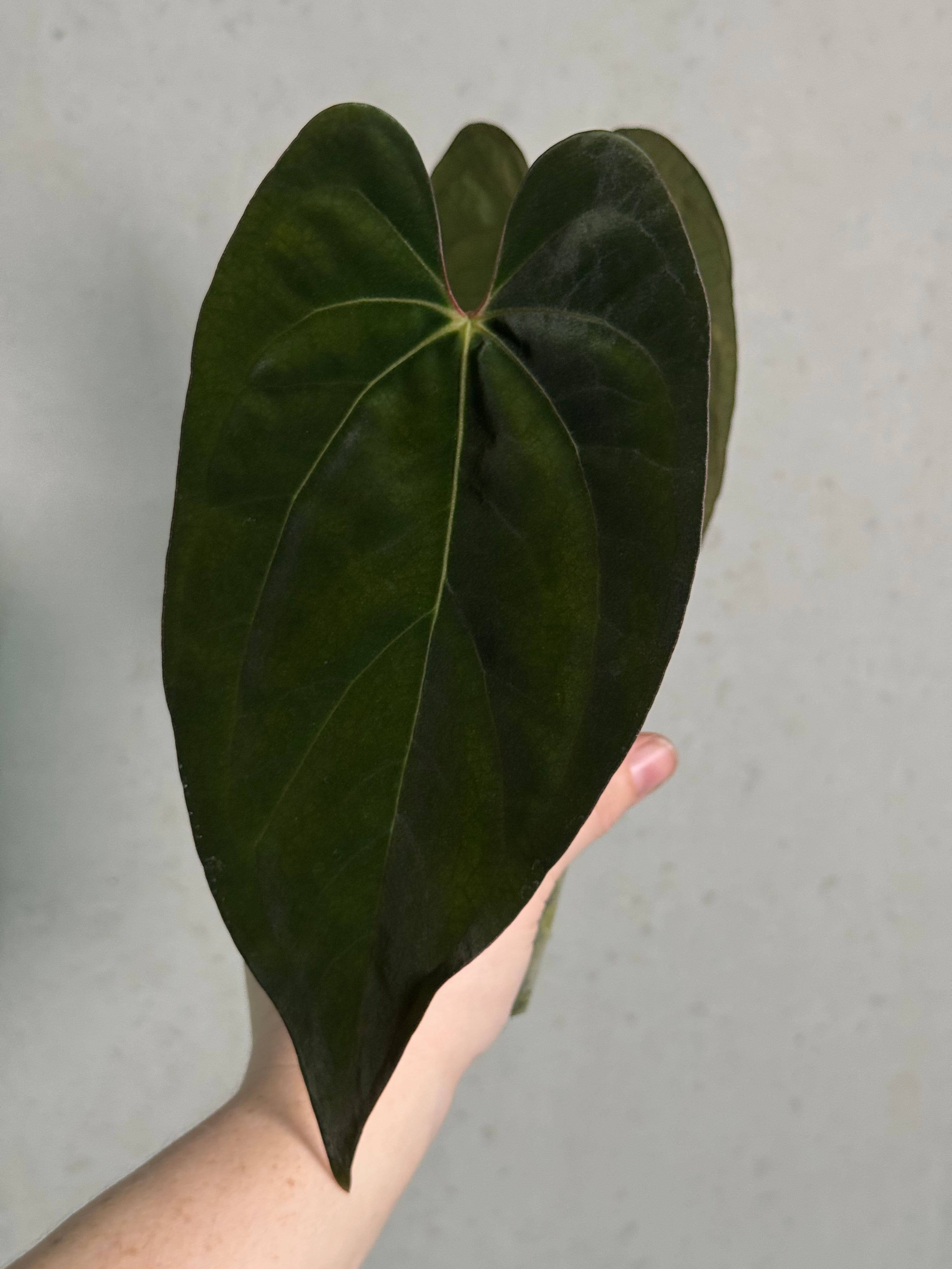 Anthurium Ace of Spades Dark Form x Papillilaminum 'Incurved lobes' - Clone