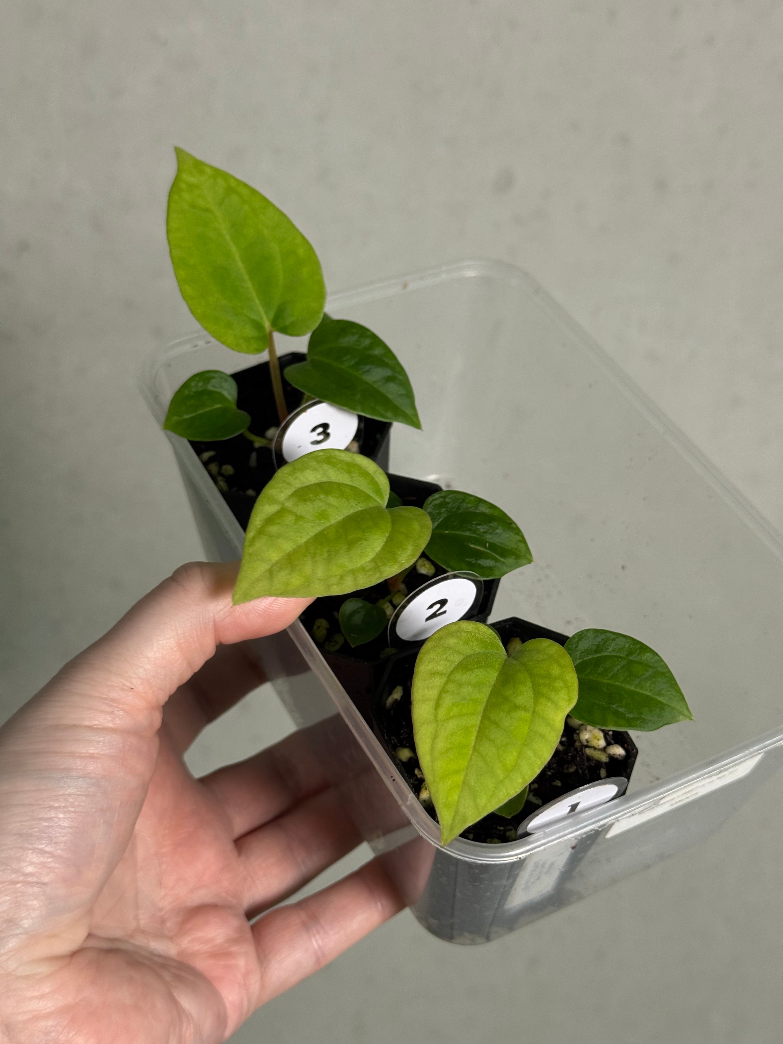 Anthurium Kunayalense PM5 x (BVEP RA1 or sp. Nov DF) - SMUKHI