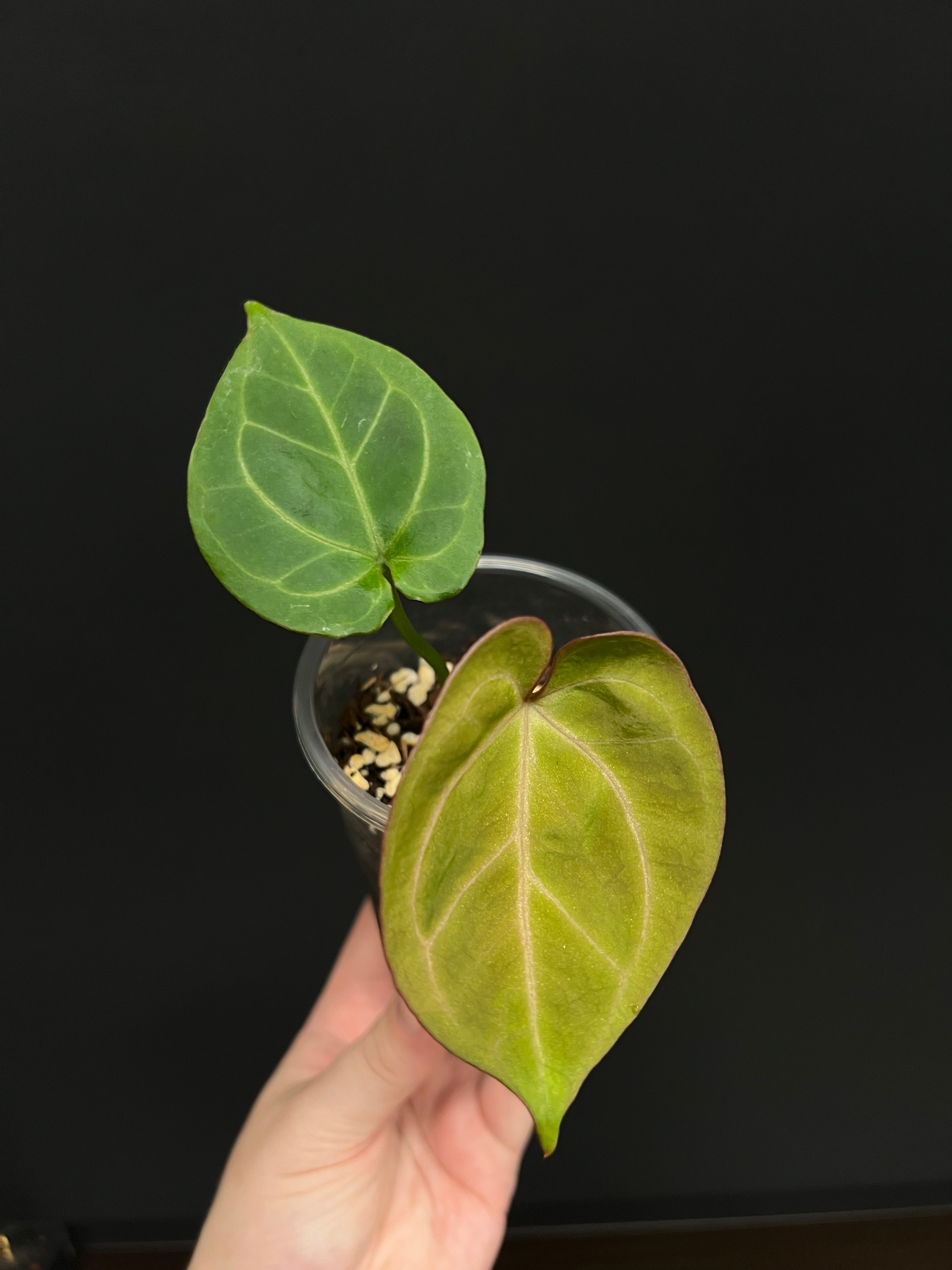 Anthurium HU (King of Spades) - Small Plant - SMUKHI