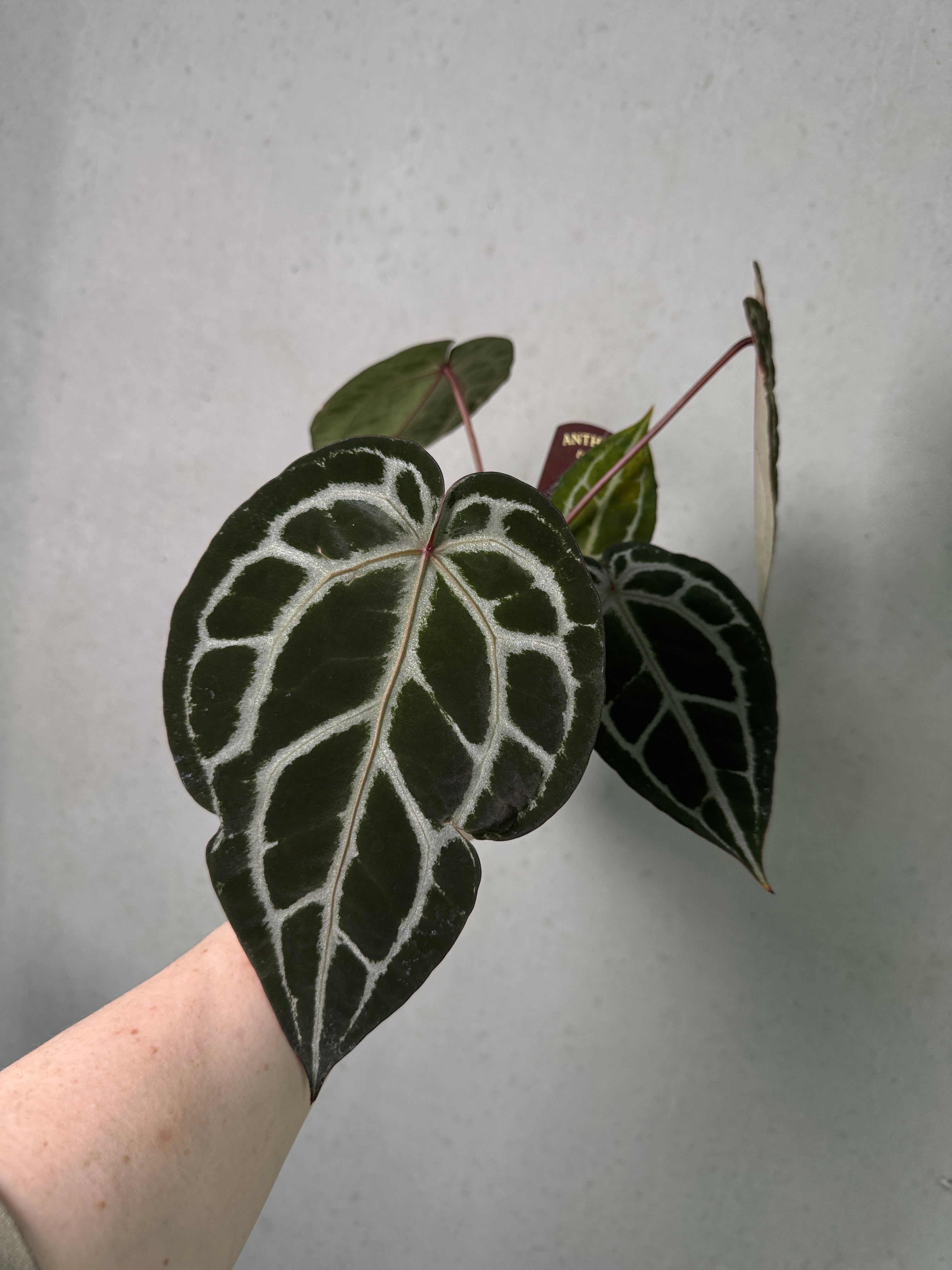 Anthurium Michelle