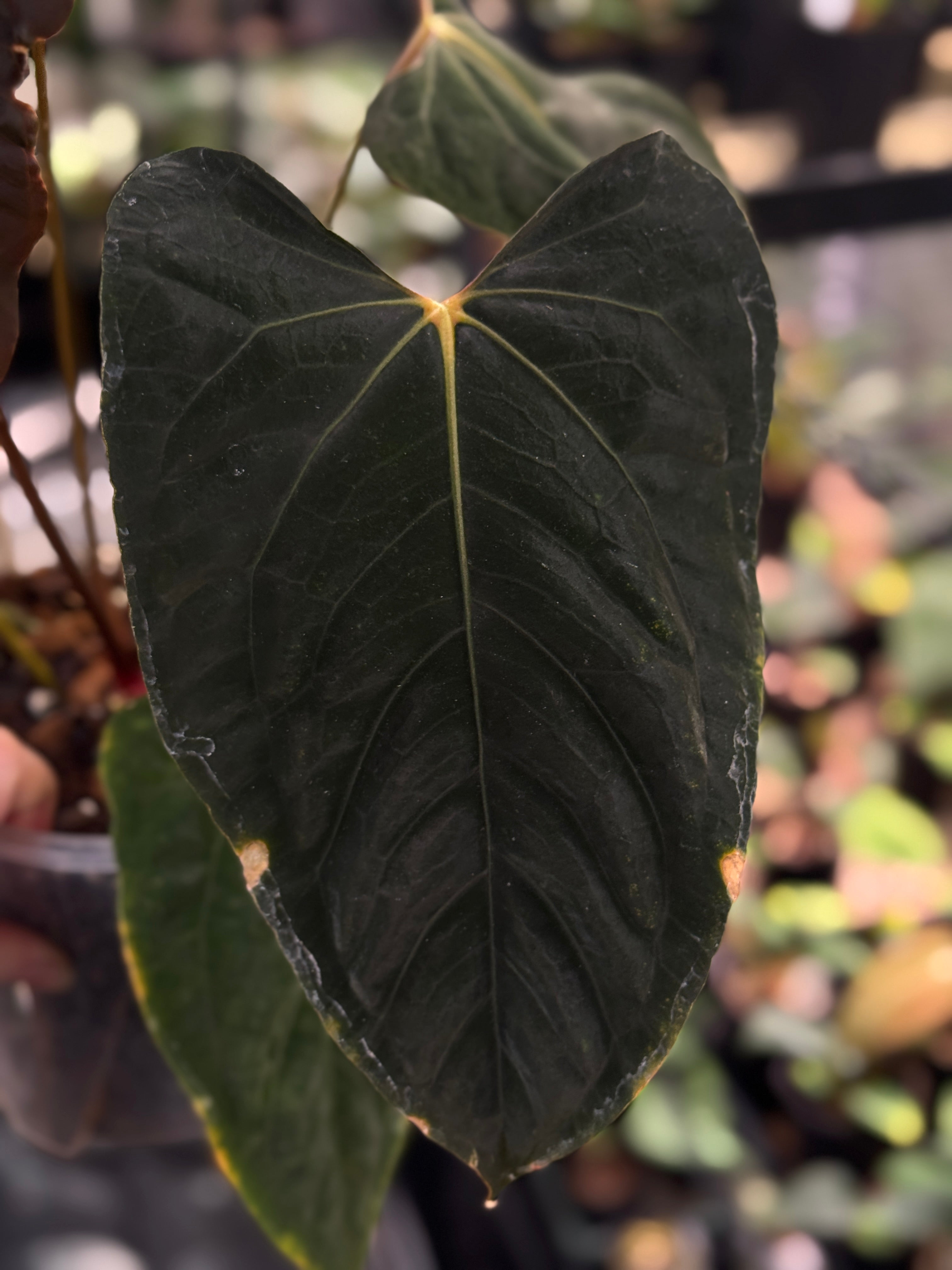 NFS: Anthurium Ralph Lynam x self