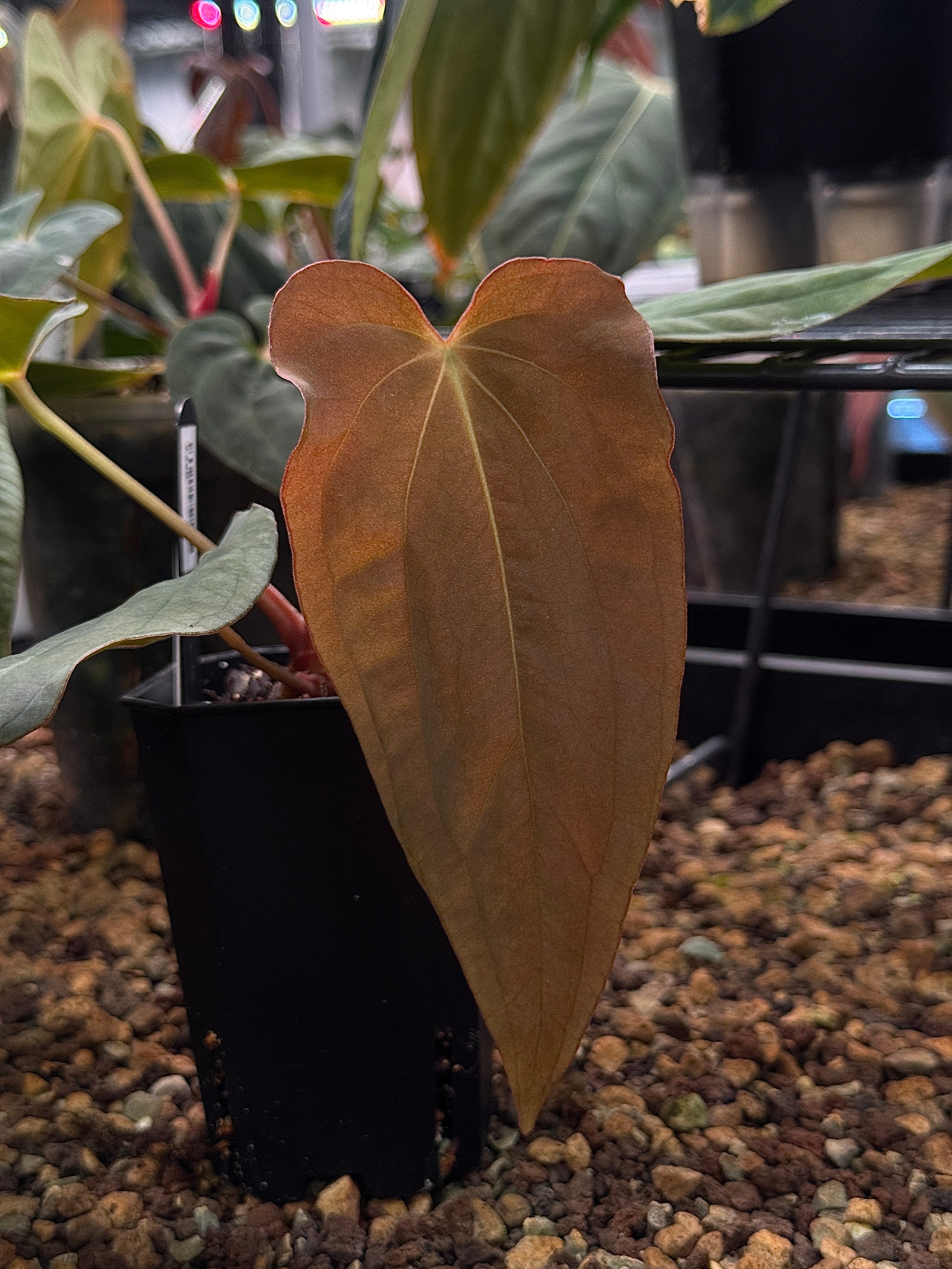 NFS: Anthurium BVEP 'Purple Rain' (#2)