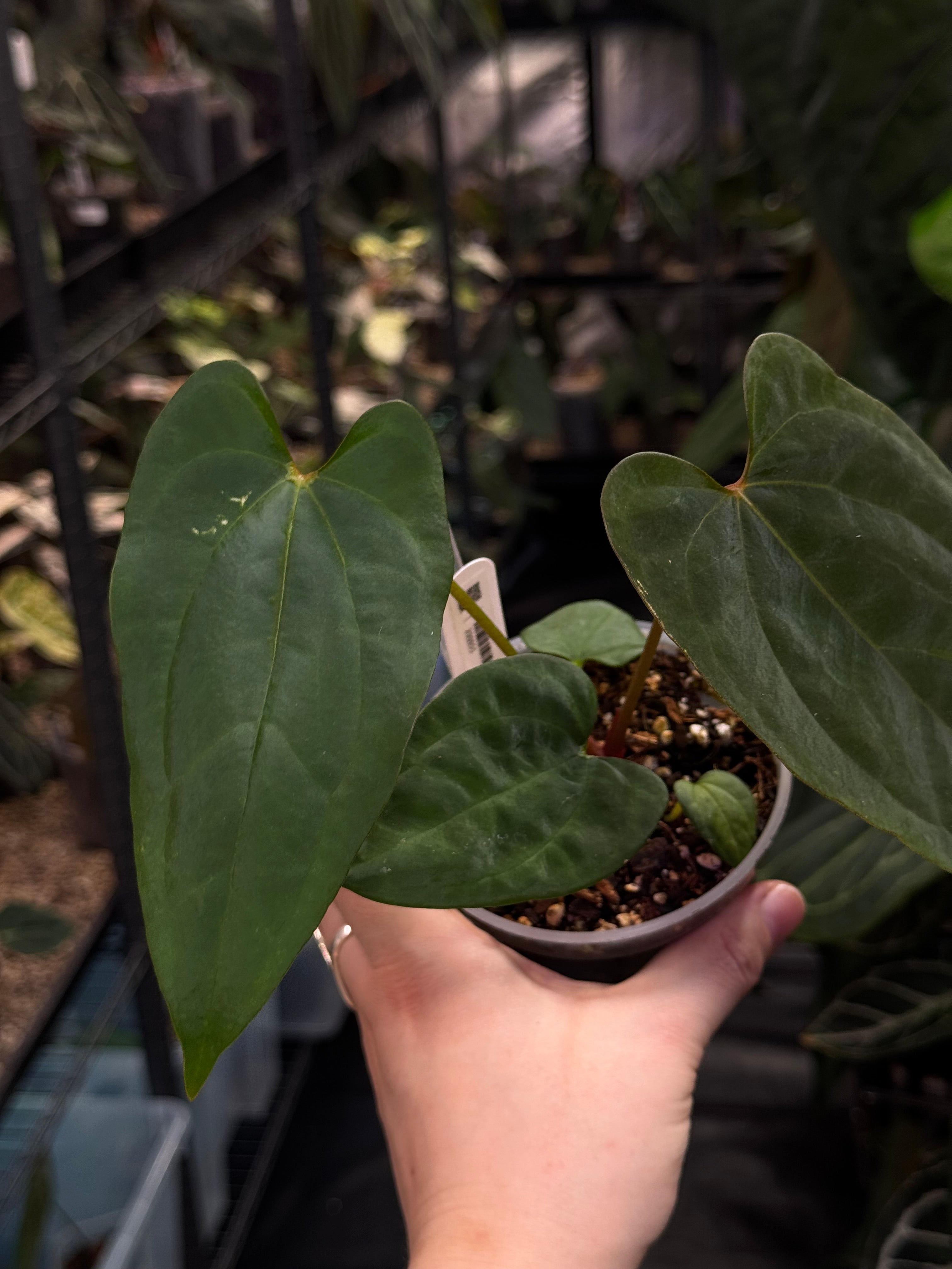 Anthurium (Ace of Spades Dark Form x Papillilaminum A+) x FSxRL