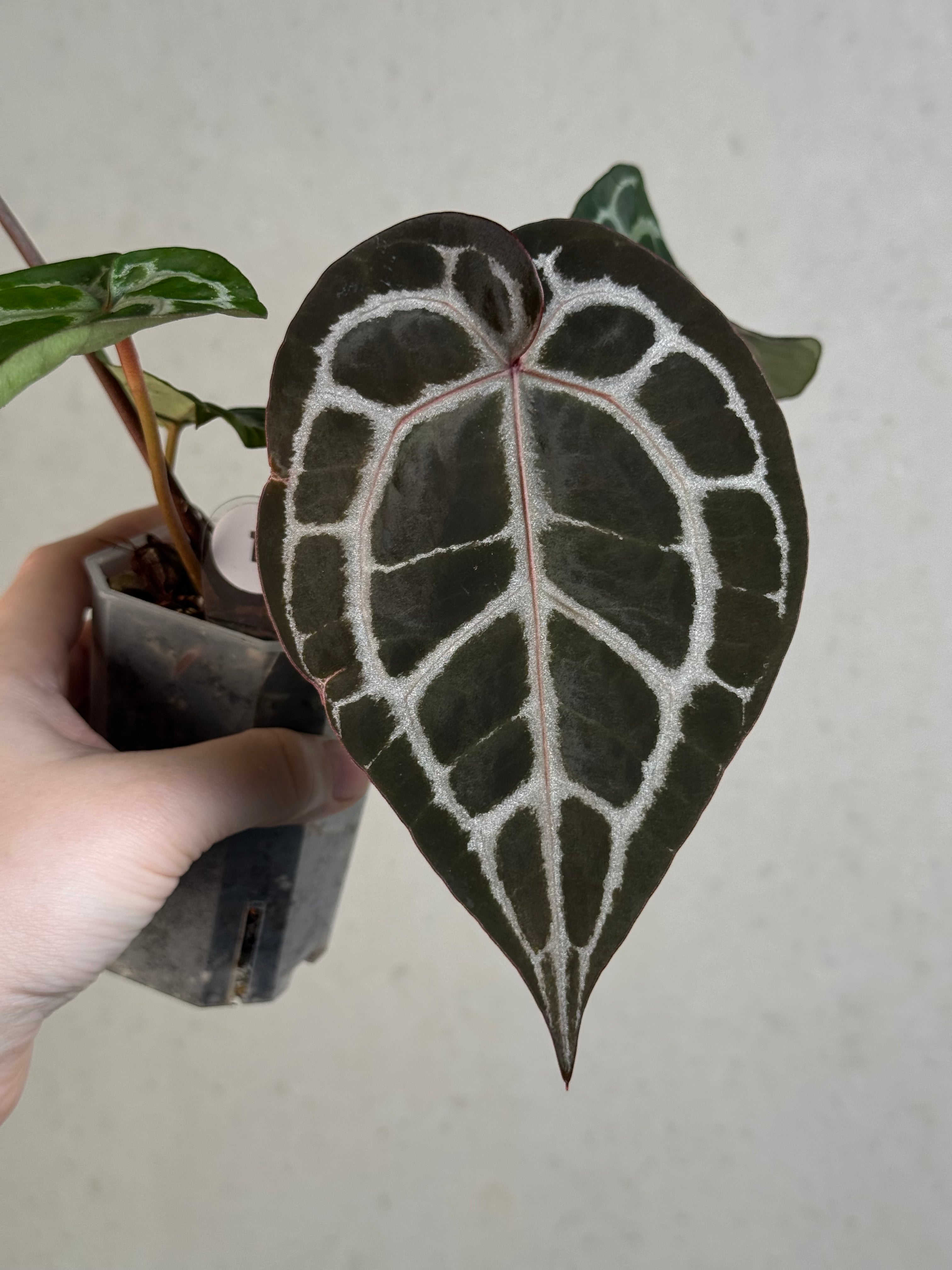 Anthurium DocBlock Michelle