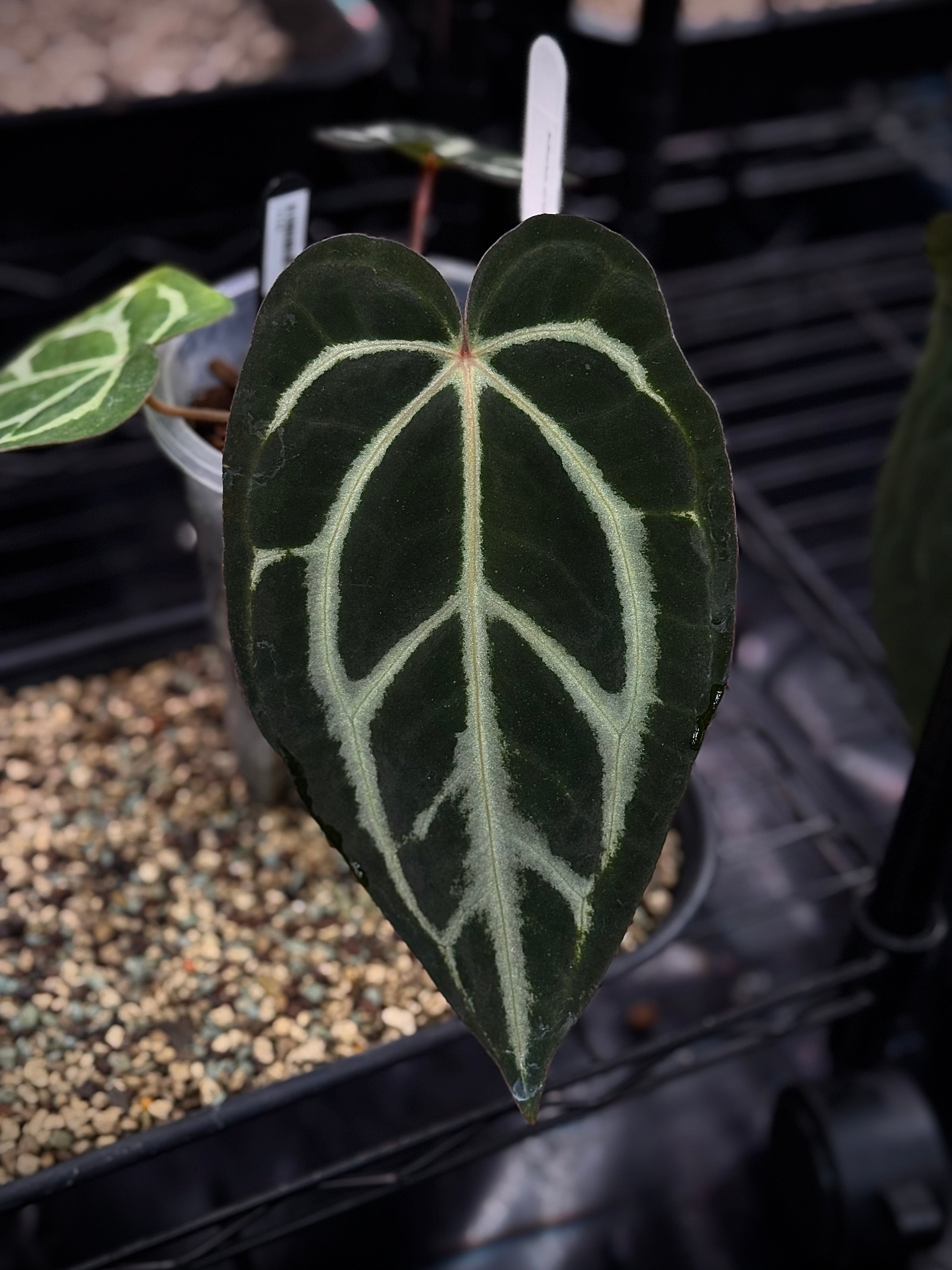 NFS: Anthurium Carlablackiae OG4 x RA8
