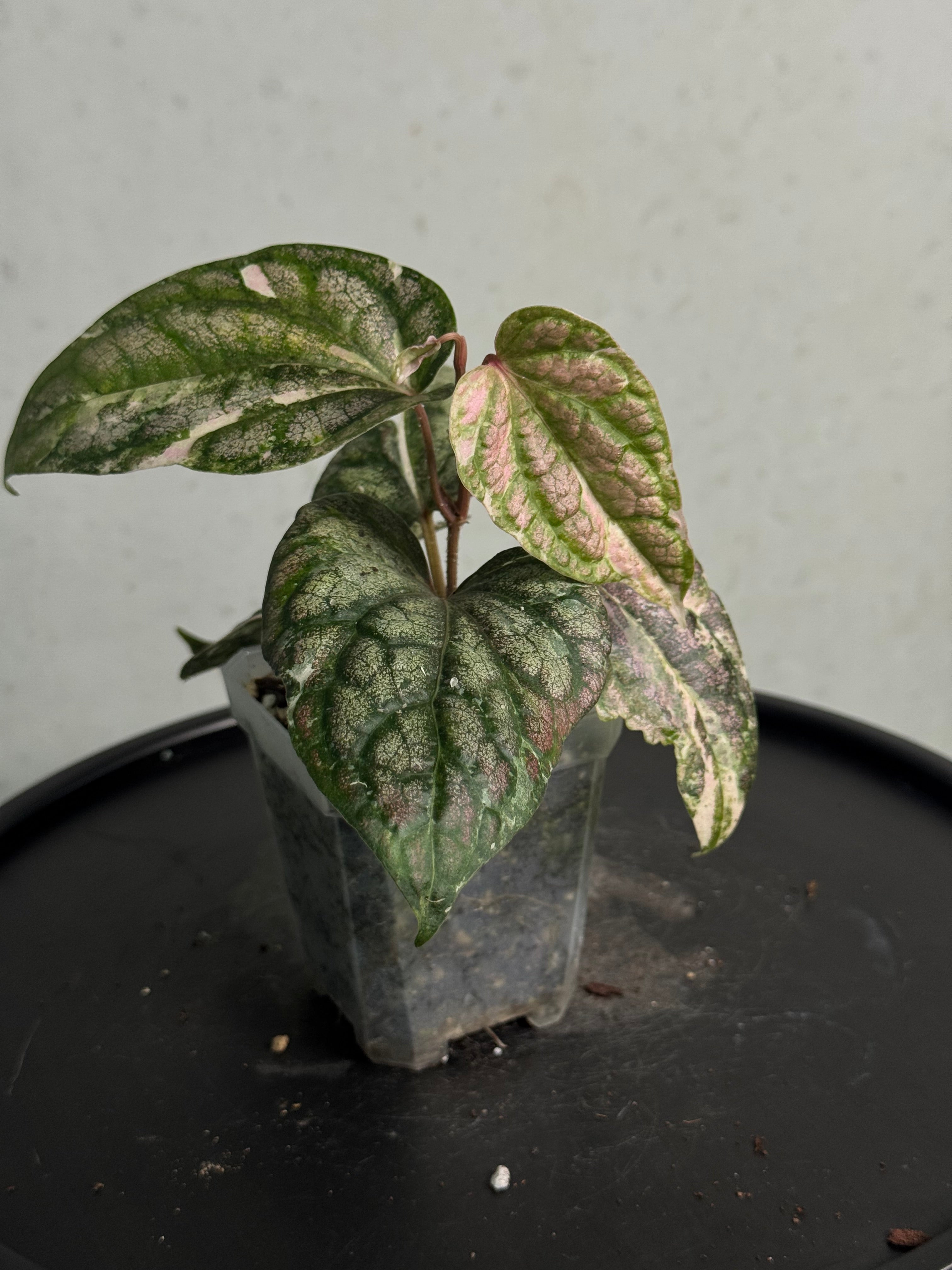 Piper Sylvaticum Variegata