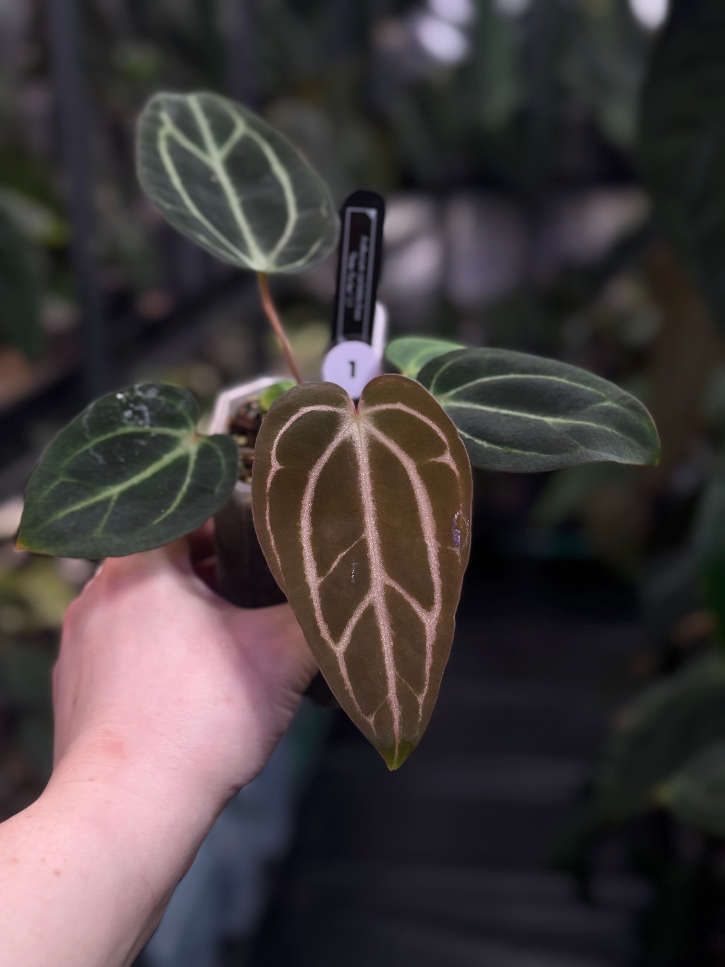 Anthurium Carlablackiae 'Peter Parker’ (RA5 x RA10) S1