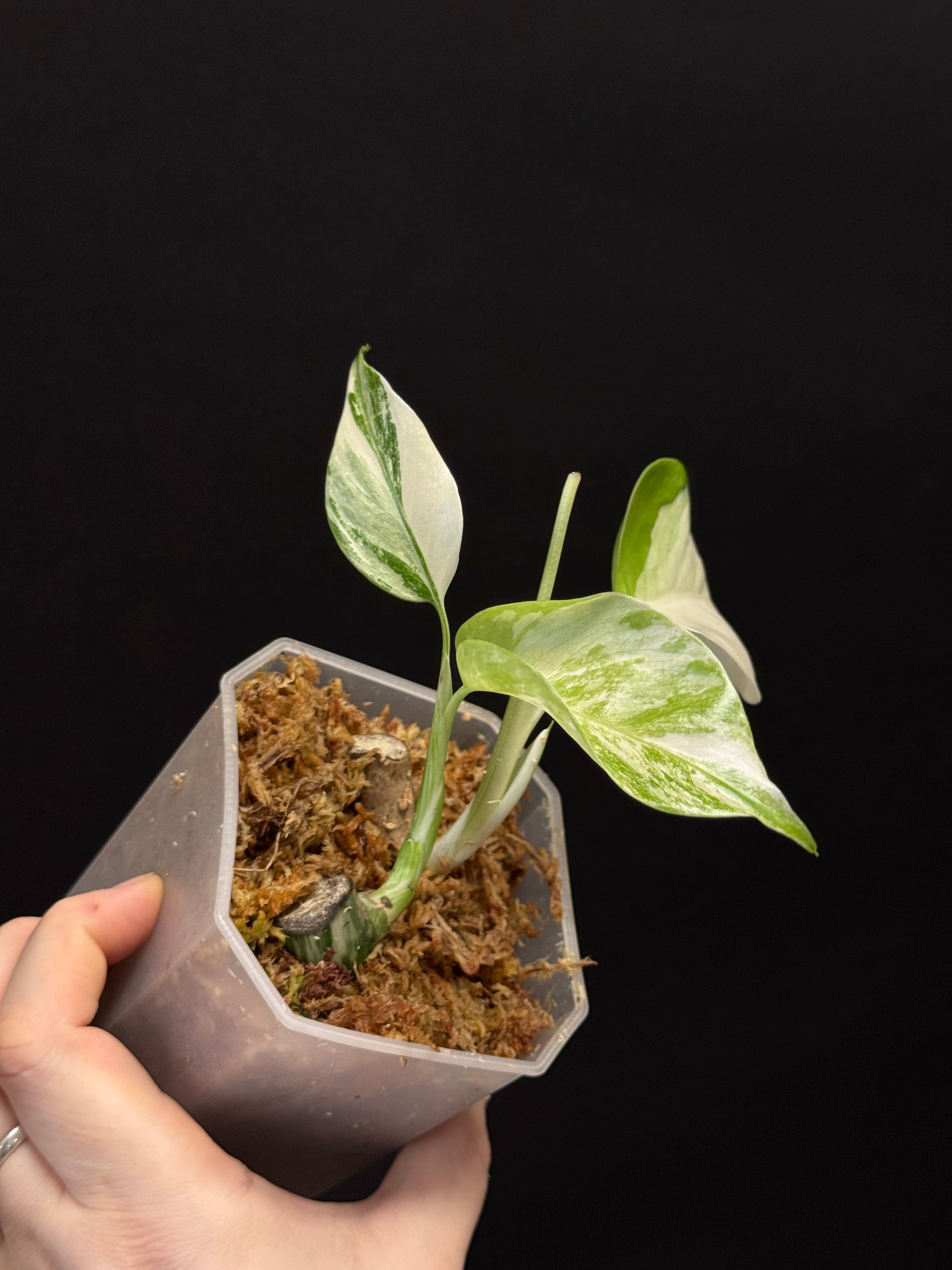 Monstera Albo Variegata