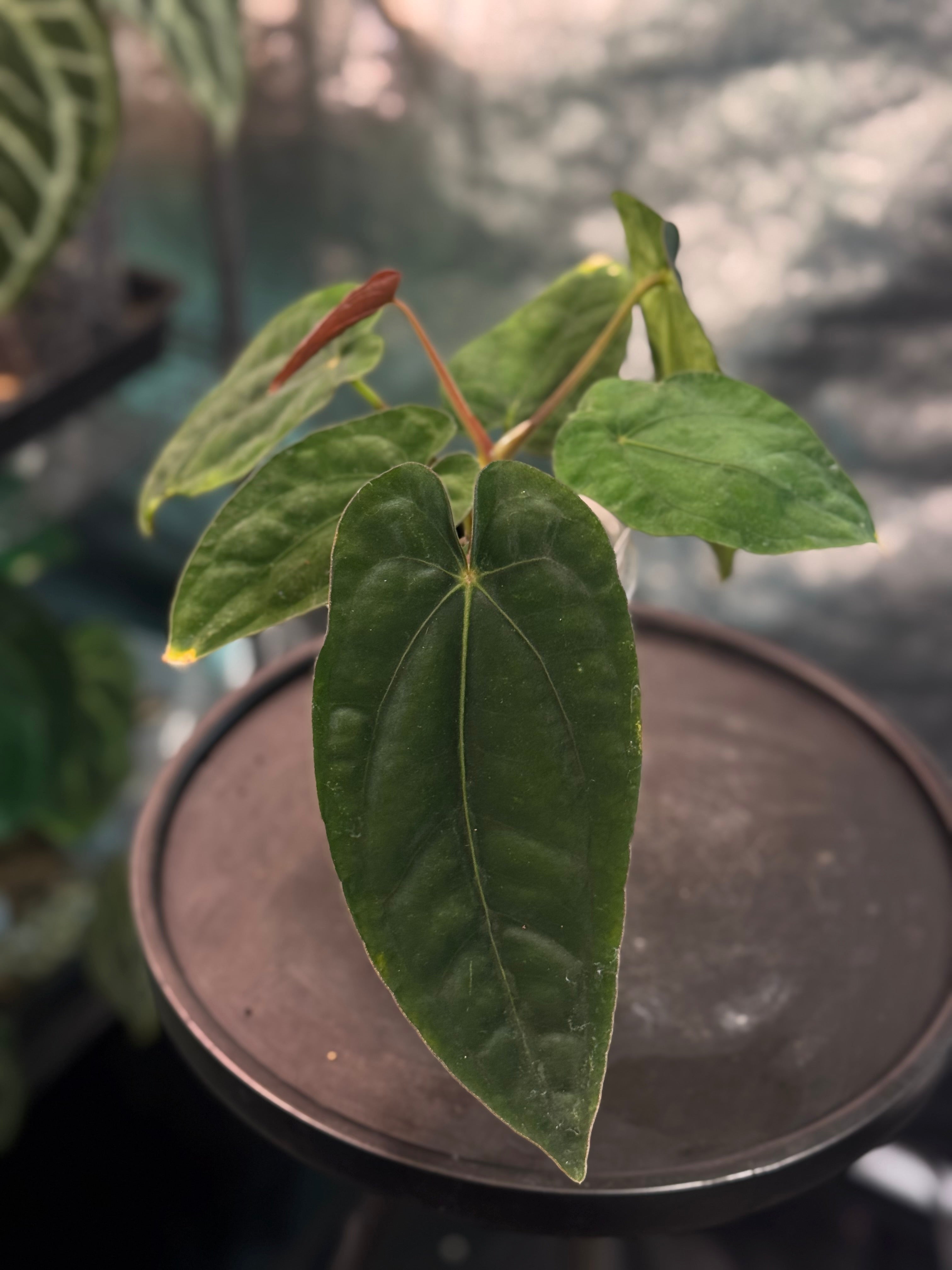Anthurium Dressleri RG F3
