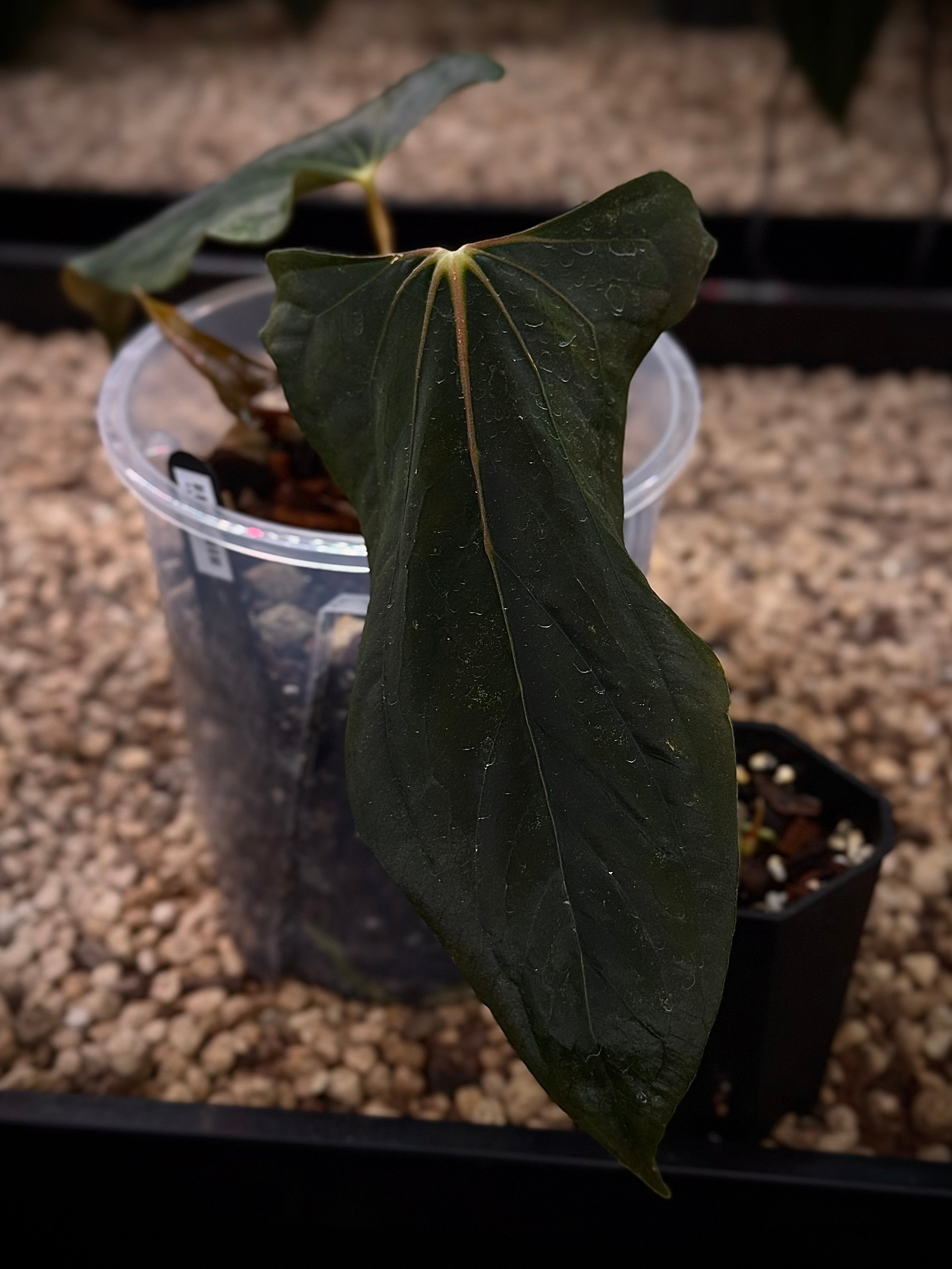 NFS: Anthurium Ralph Lynam x Fort Sherman ‘Dagger’