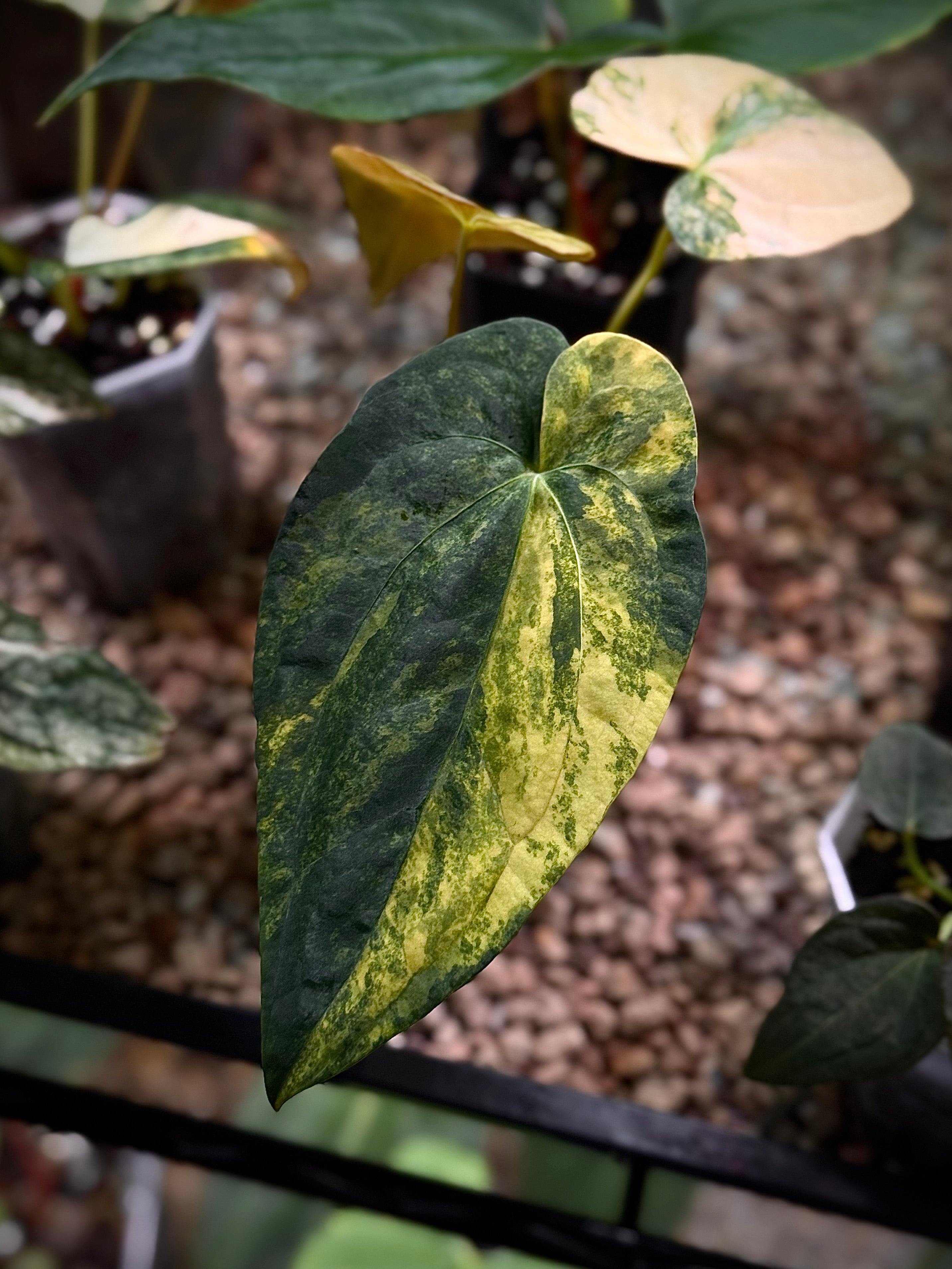 NFS: Anthurium ‘Mango Slice’ Variegata