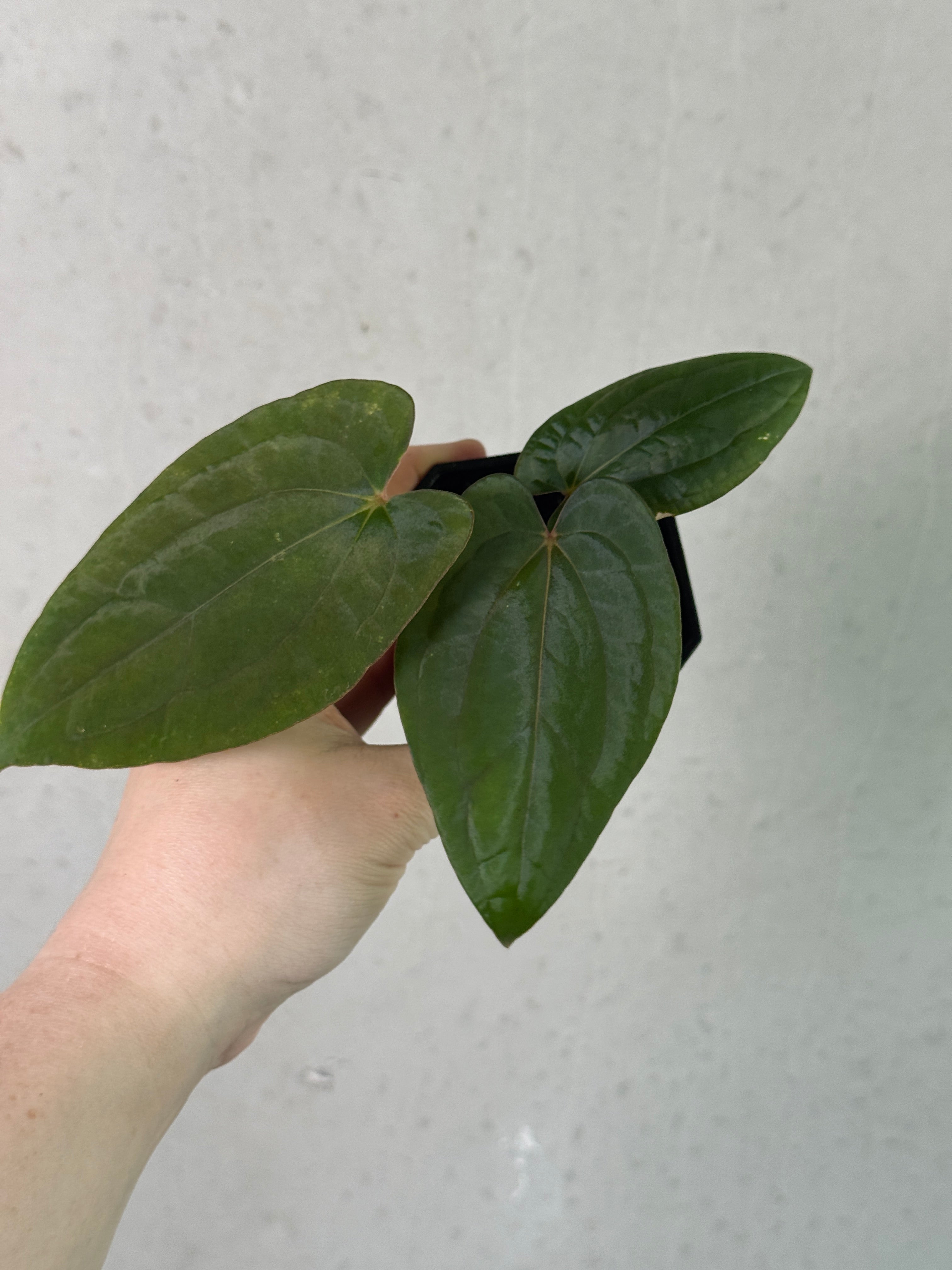 Red vein dark phoenix anthurium plant from Granthuriums, showcasing vibrant red and dark foliage with lush green leaves.