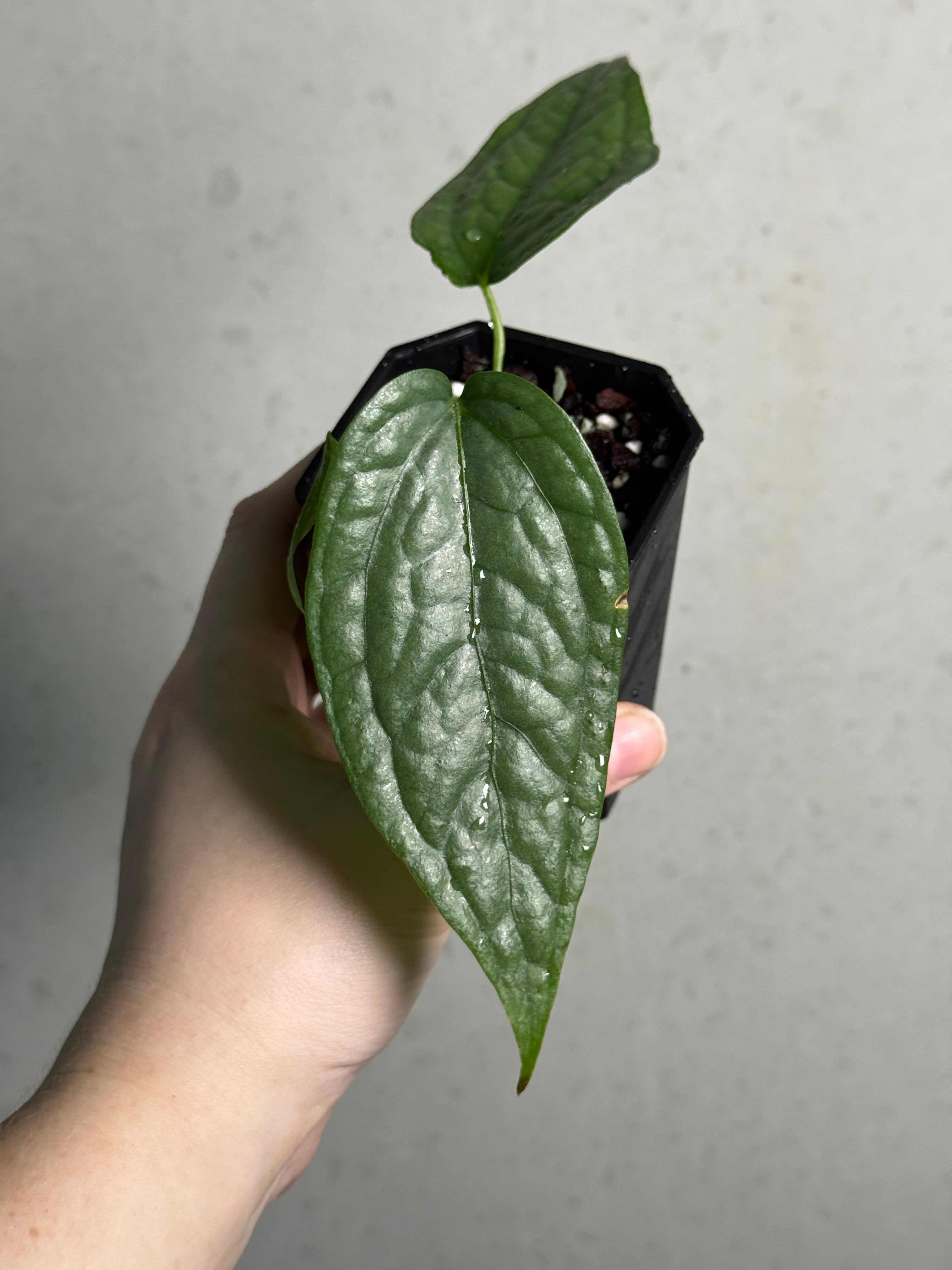 Anthurium sp. Limon - SMUKHI