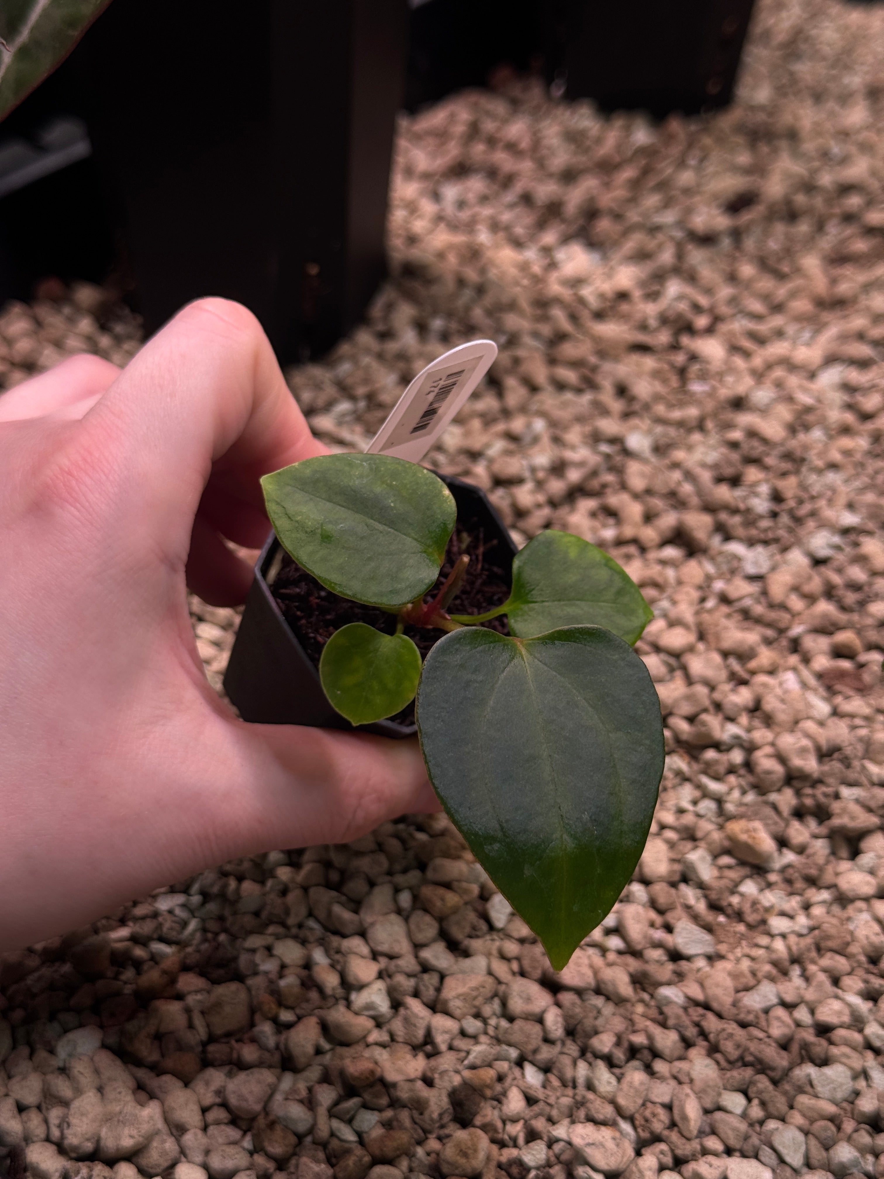 Anthurium Mr. Worldwide x sp. Nov DF