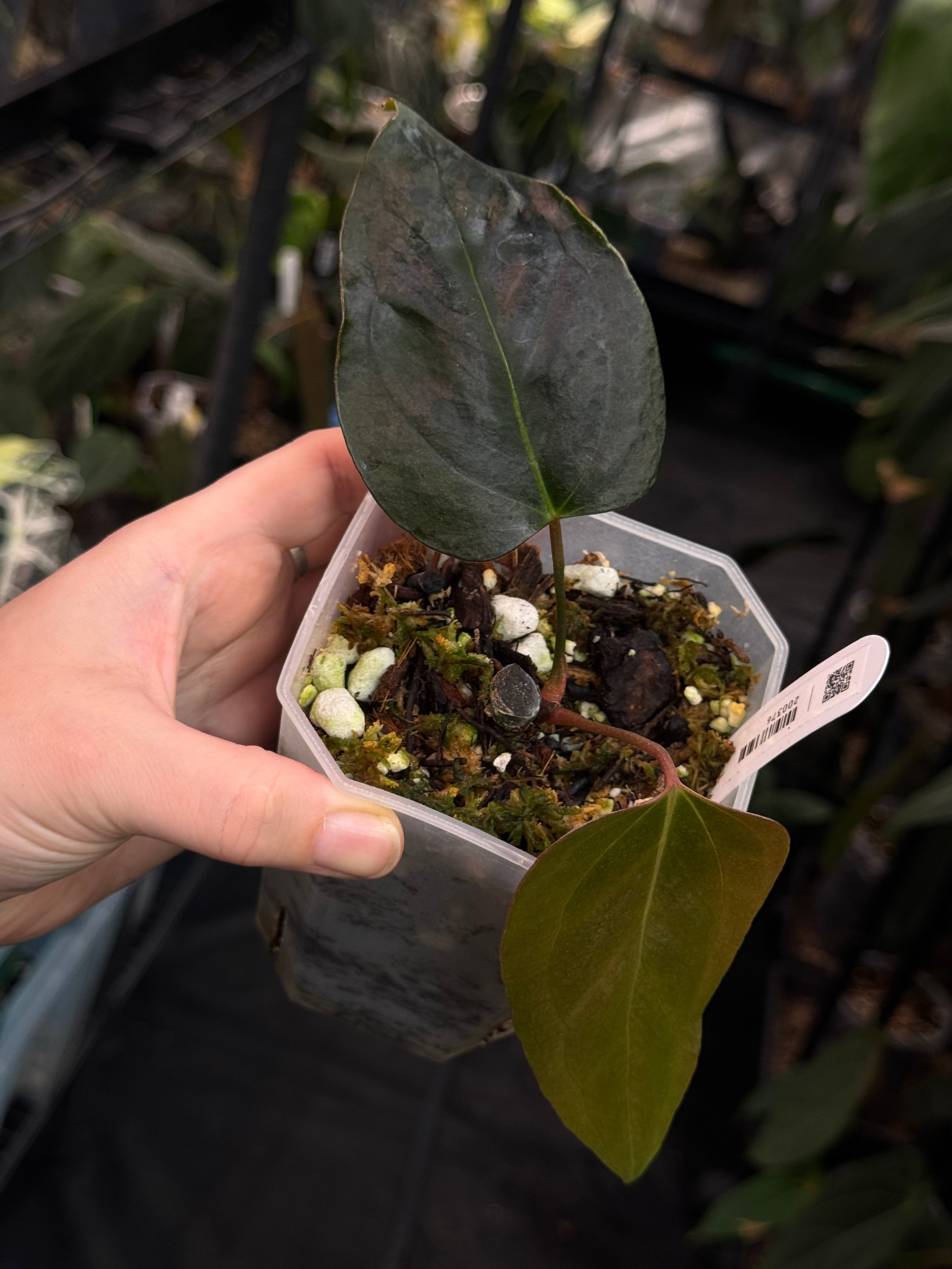 Anthurium Indo Portillae XDF x Indo Portillae - Clone