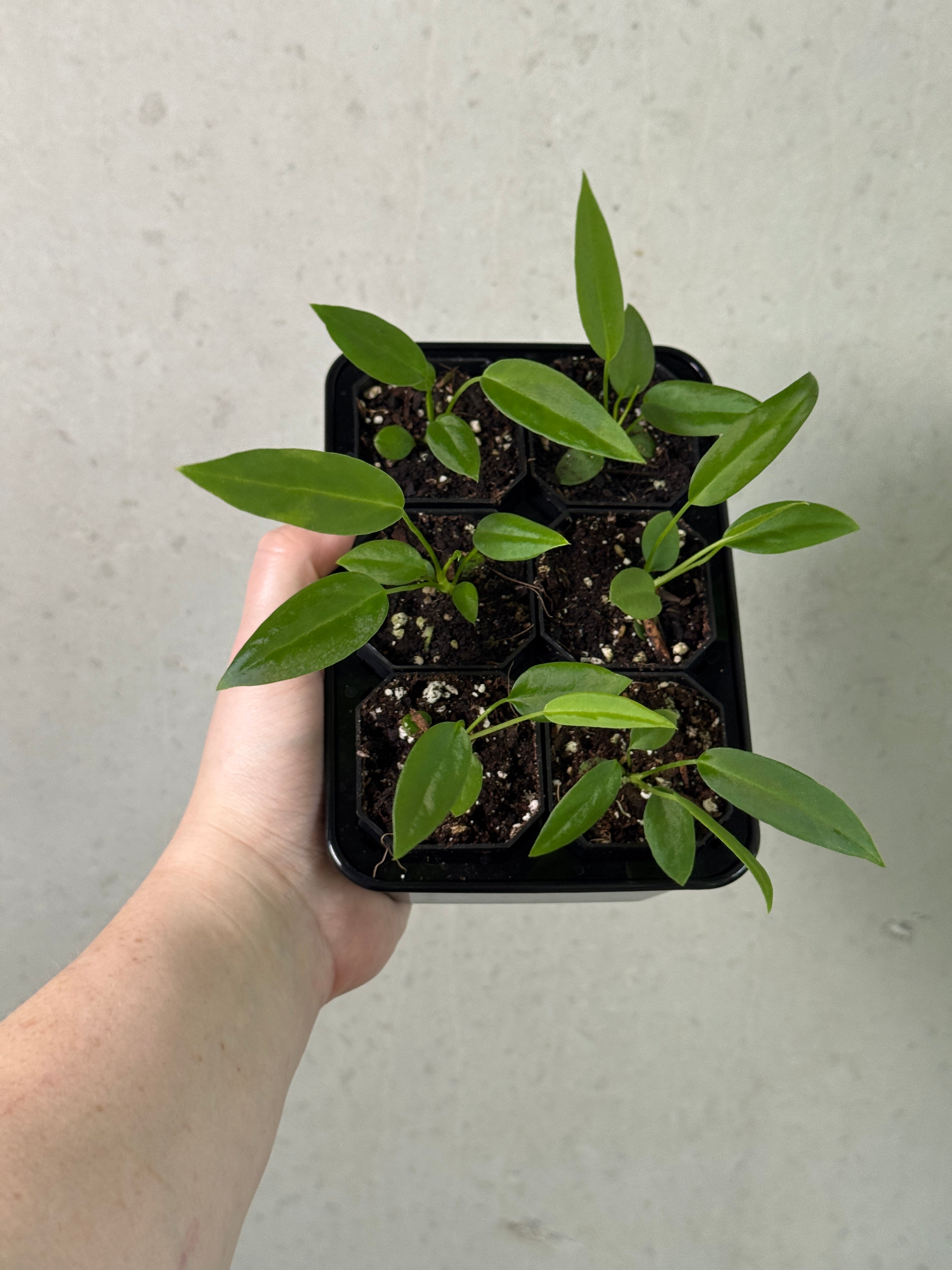 SMUKHI Anthurium Pallidiflorum plant with glossy green leaves and delicate white flowers, showcasing its lush tropical foliage.