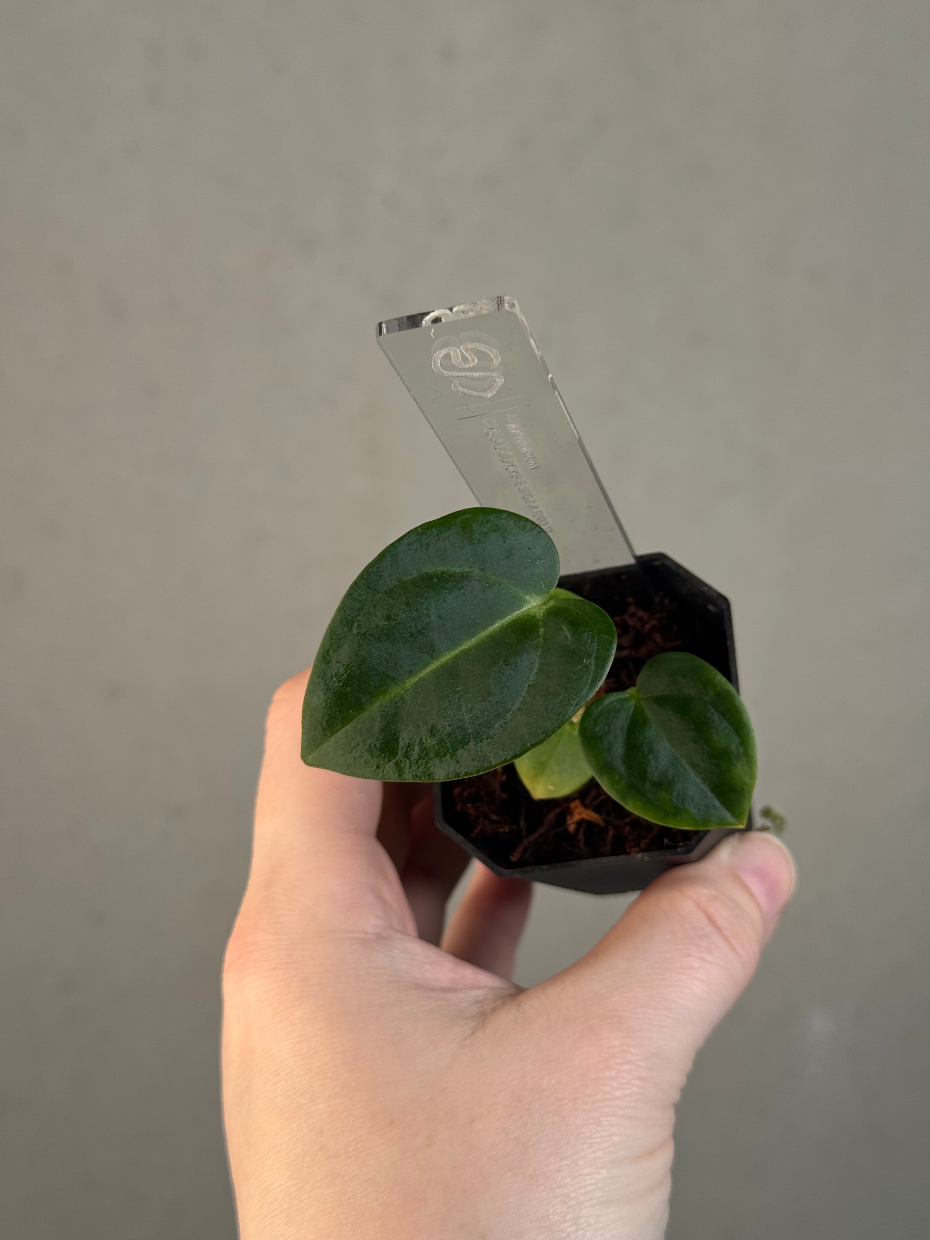 Anthurium Carlablackiae 'JPG.1' x RA10 S1