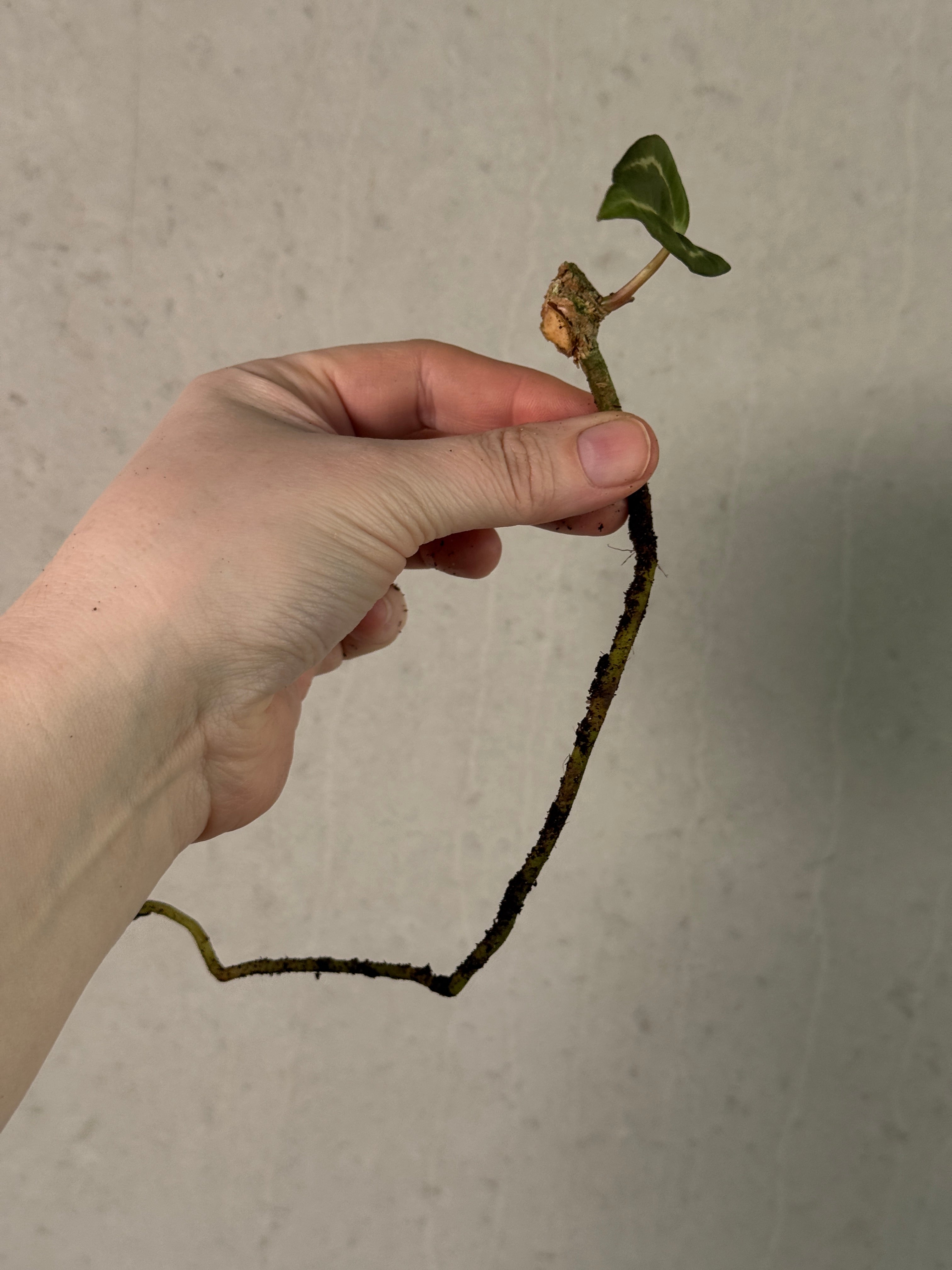 Anthurium Carlablackiae 'Round' x GPH-001 - Clone - Pre-order