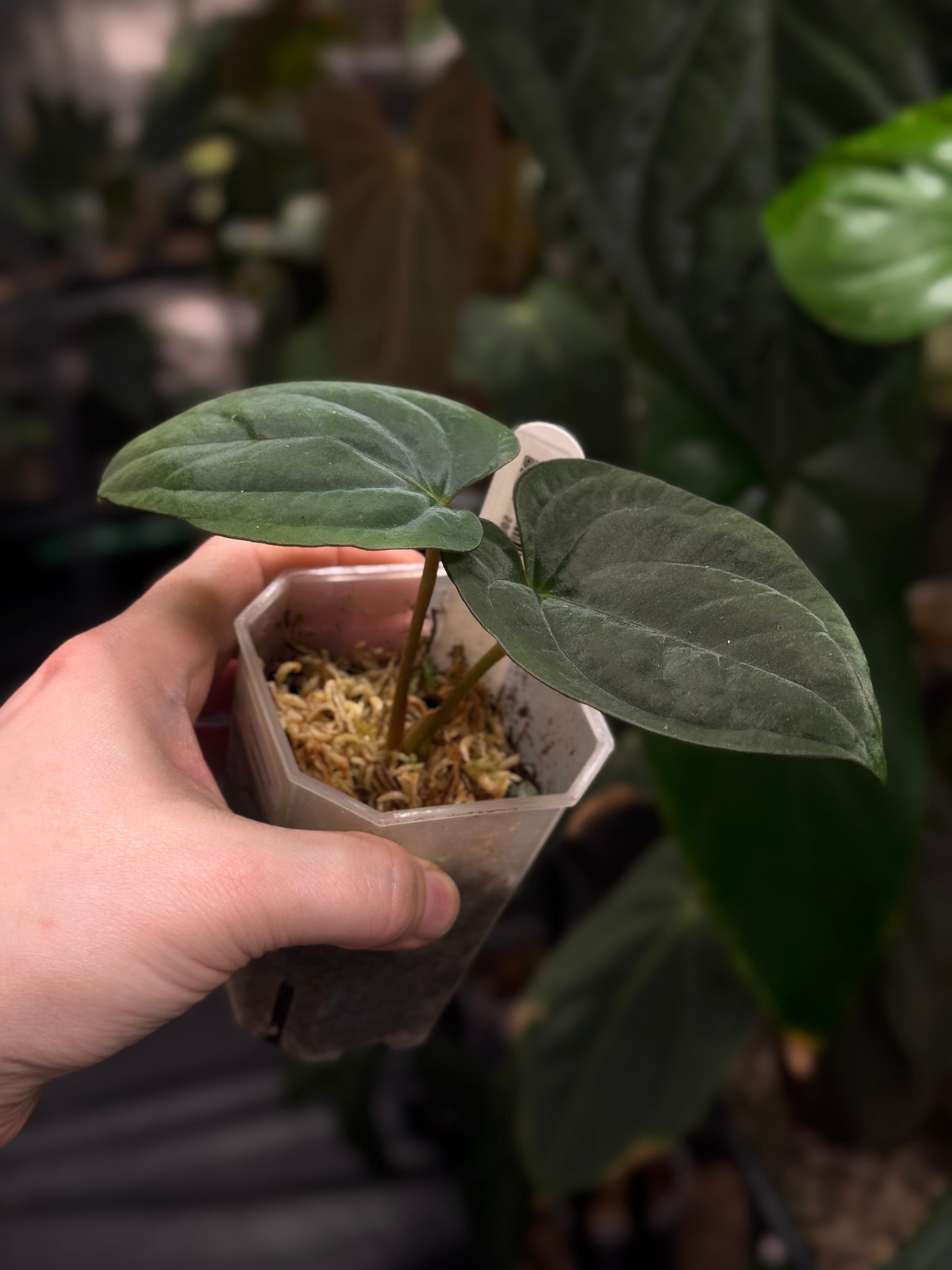 Anthurium Panamajamamma 2.0