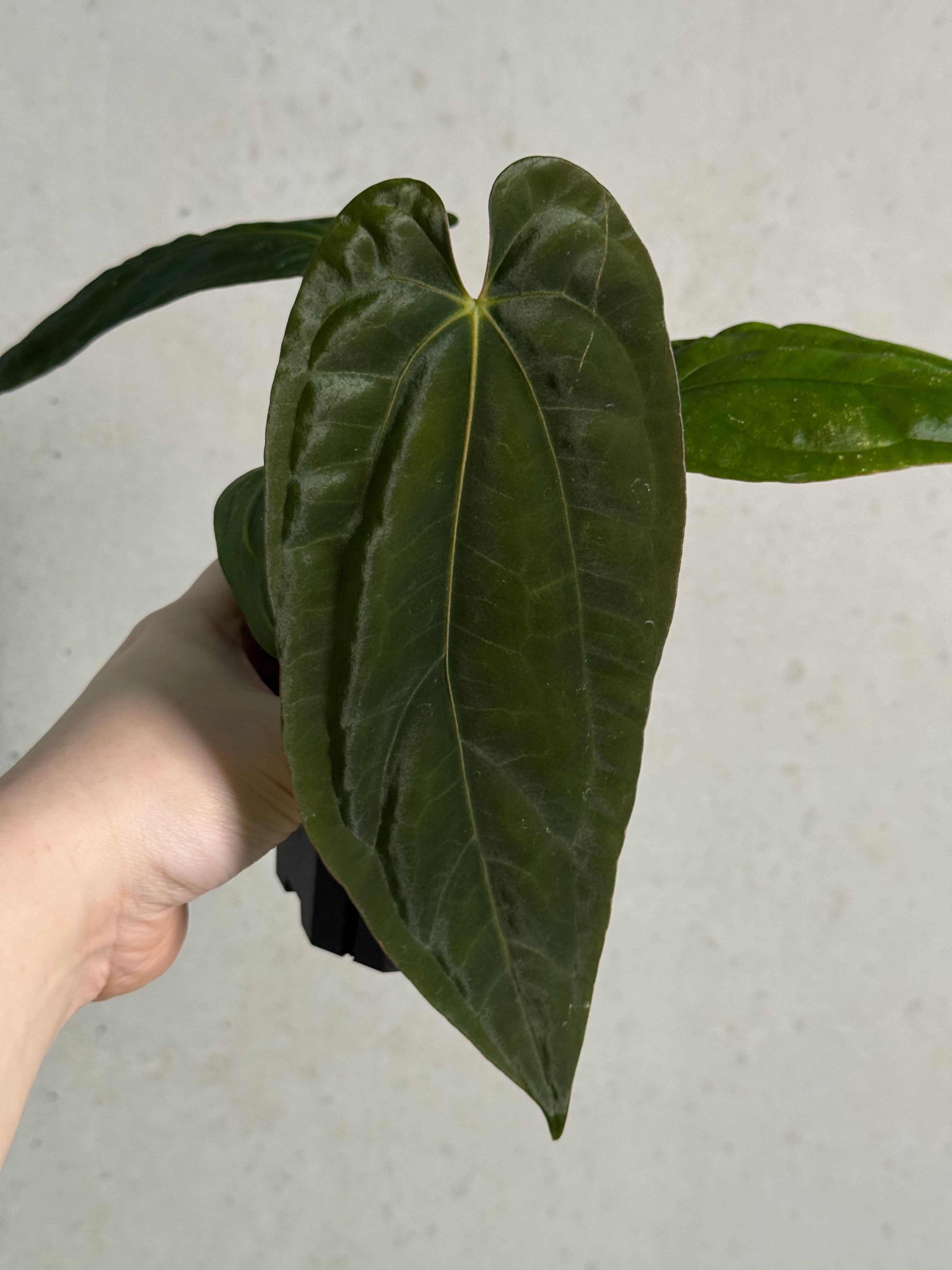 Anthurium Fort Sherman x Dressleri RG - SMUKHI