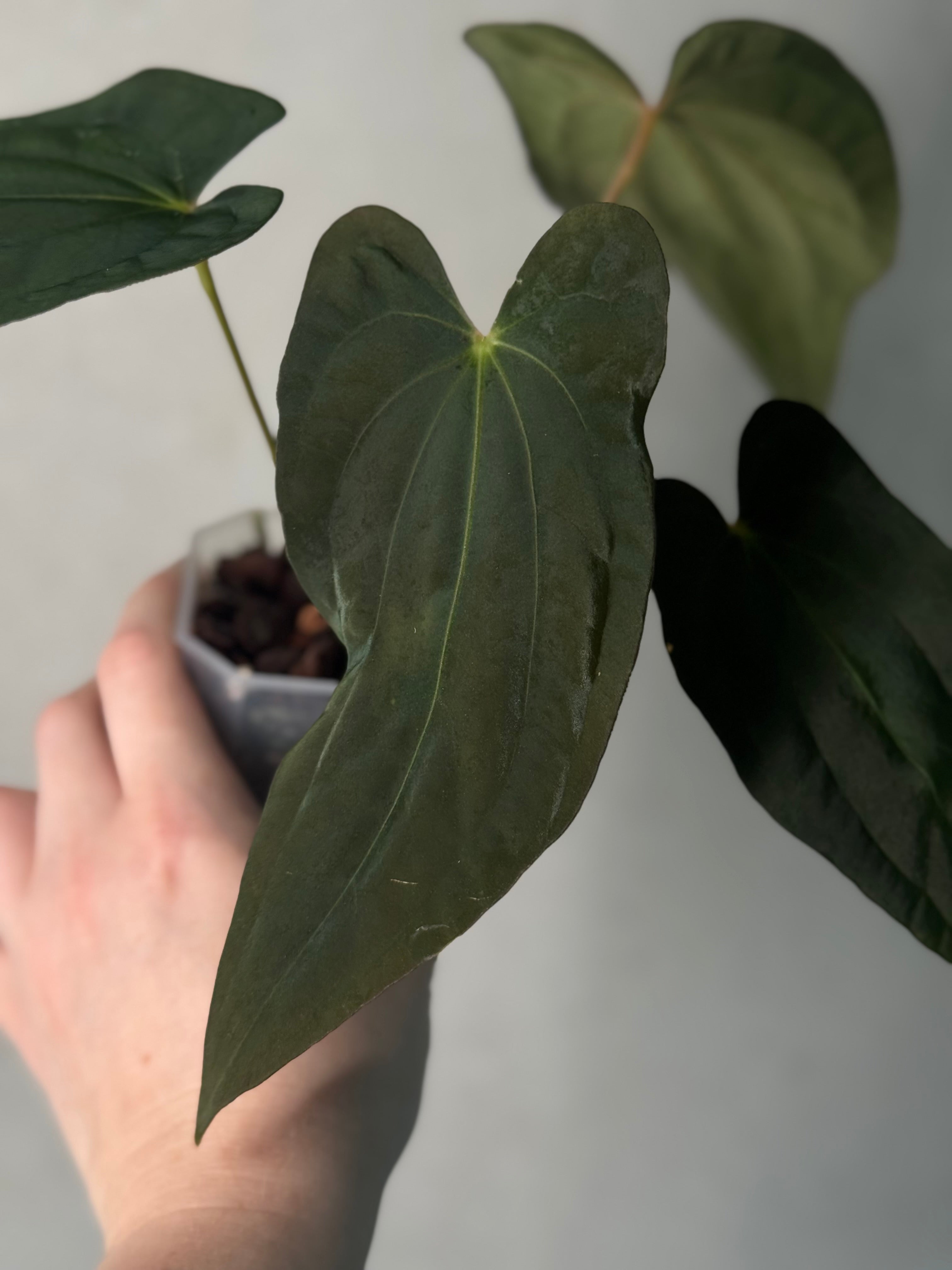 NFS: Anthurium sp. Nov DF x BVEP RA1