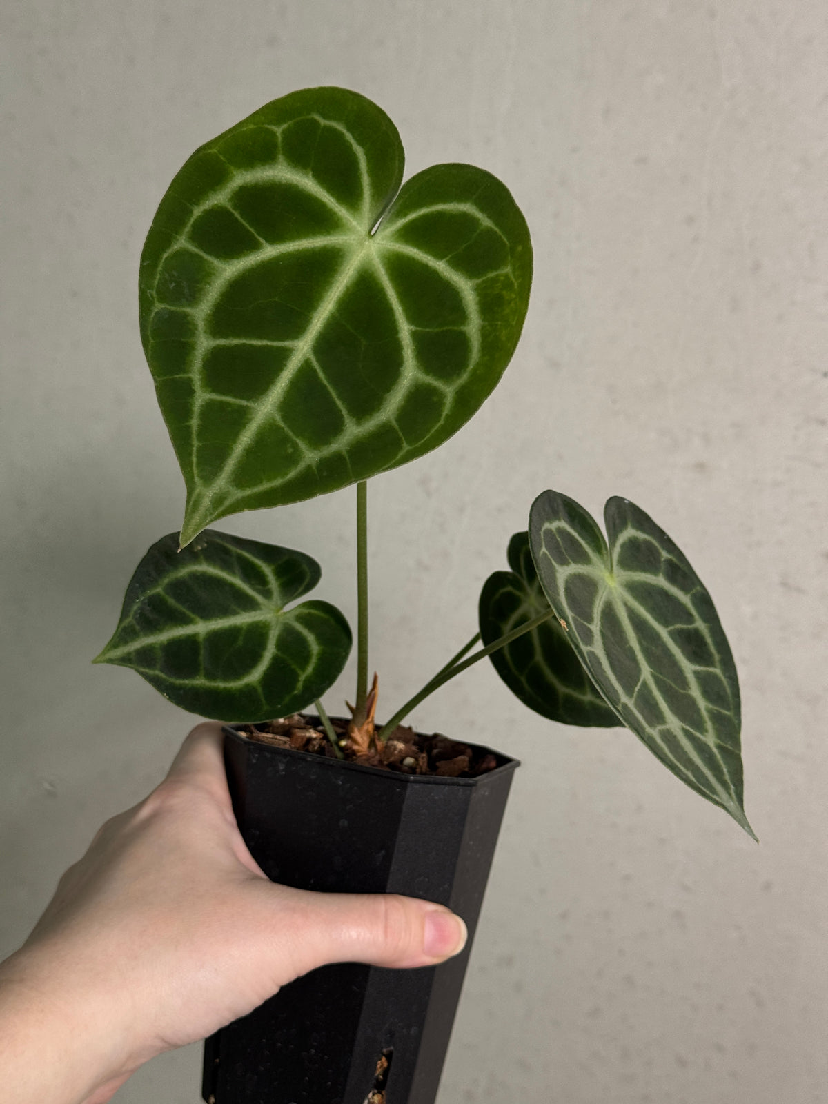 Anthurium King Clarinervium ‘Sulanjana’