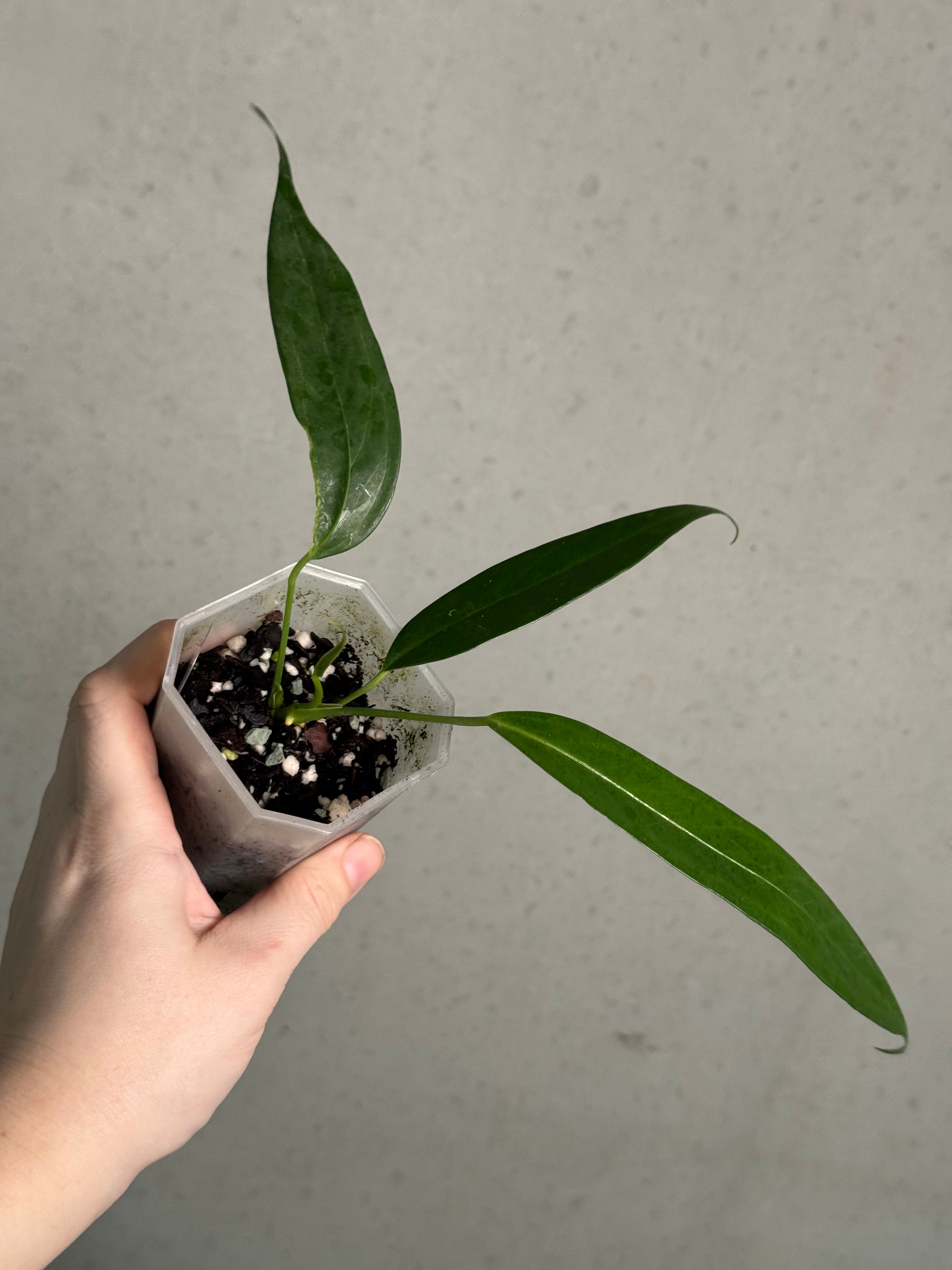 Anthurium Eminens S1 - SMUKHI