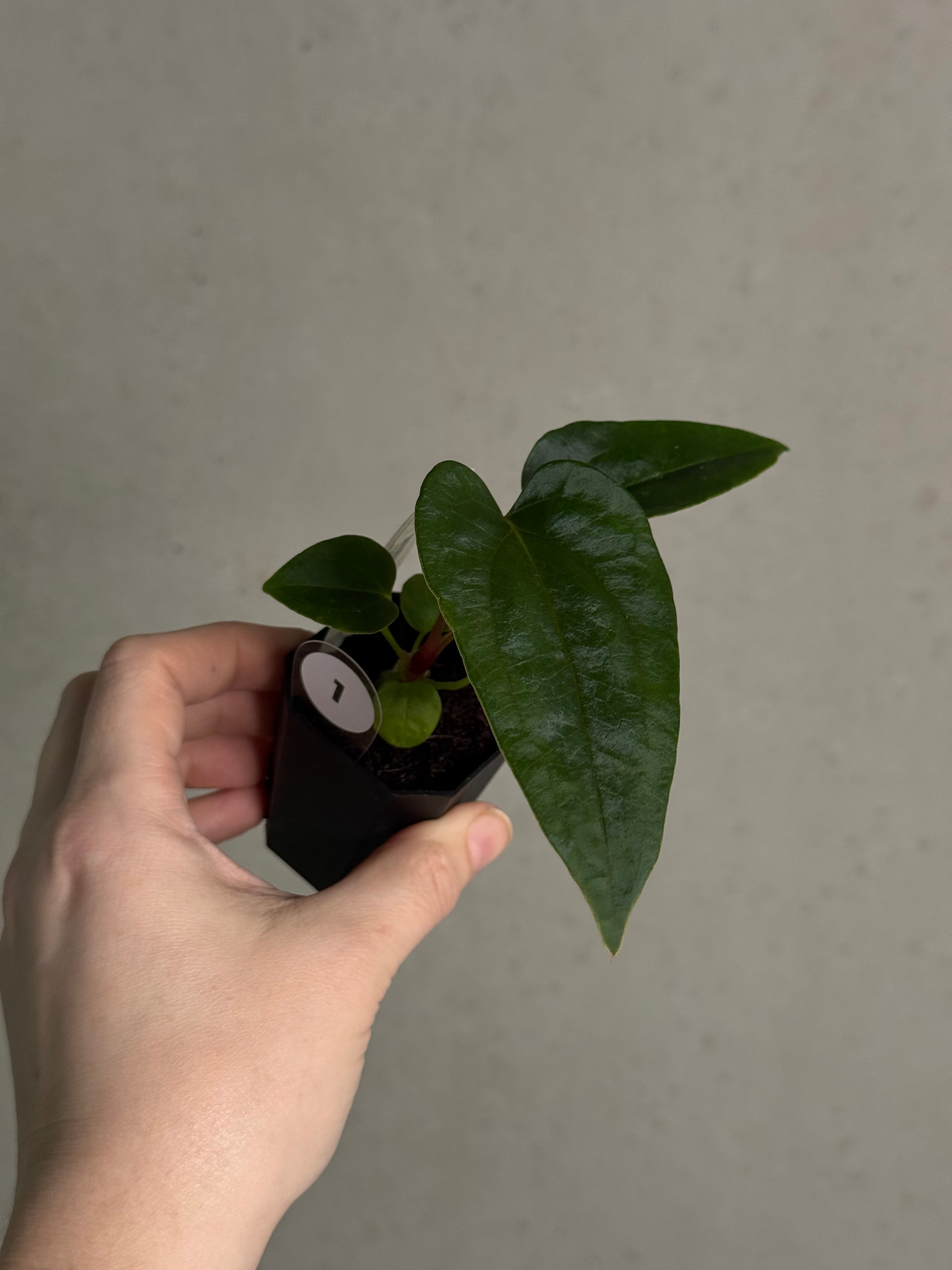 Anthurium (Fort Sherman x Dressleri RG) x (Ralph Lynam x self) - SMUKHI