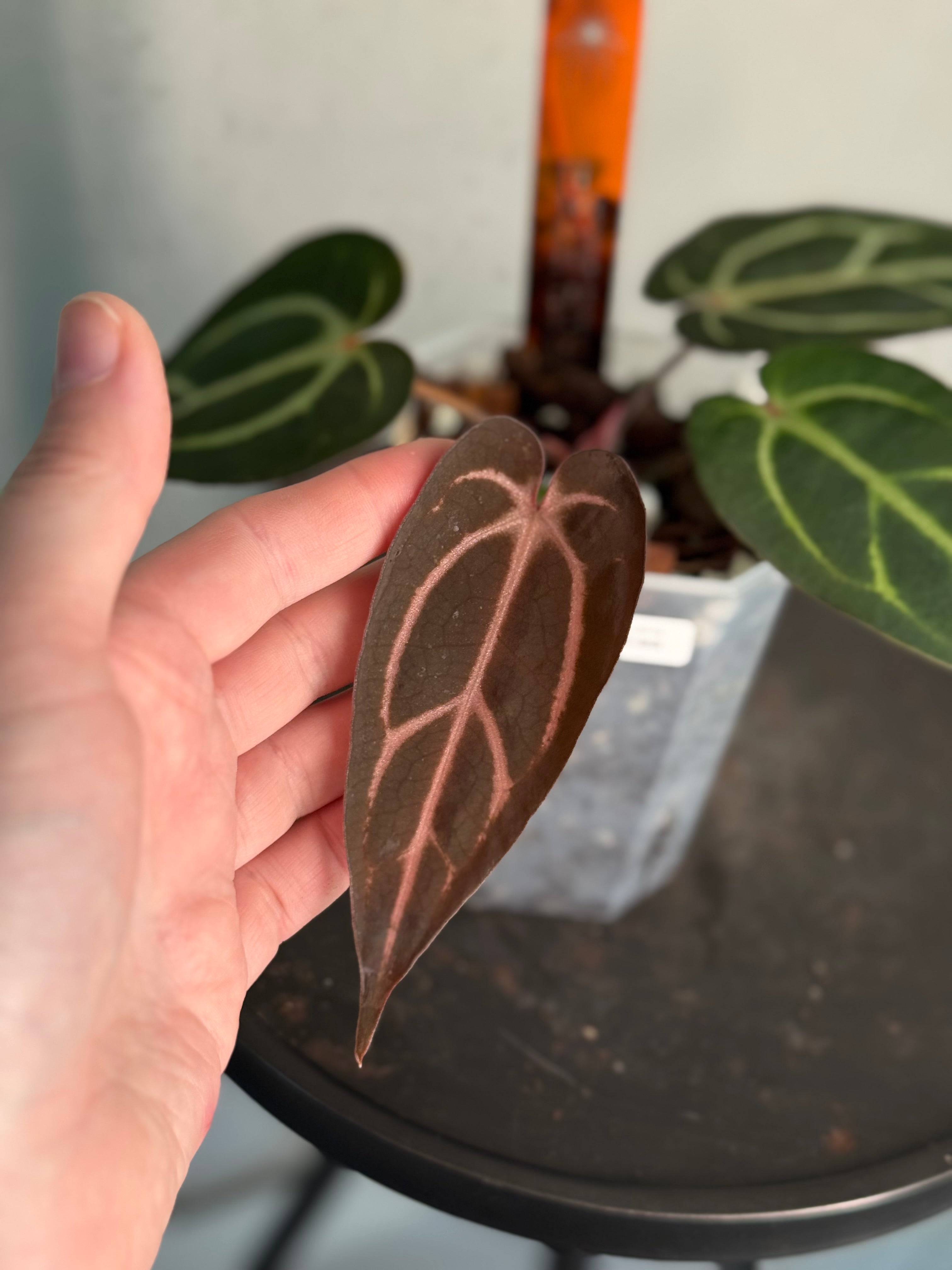 Anthurium Carlablackiae ‘Round’ x GPH-001