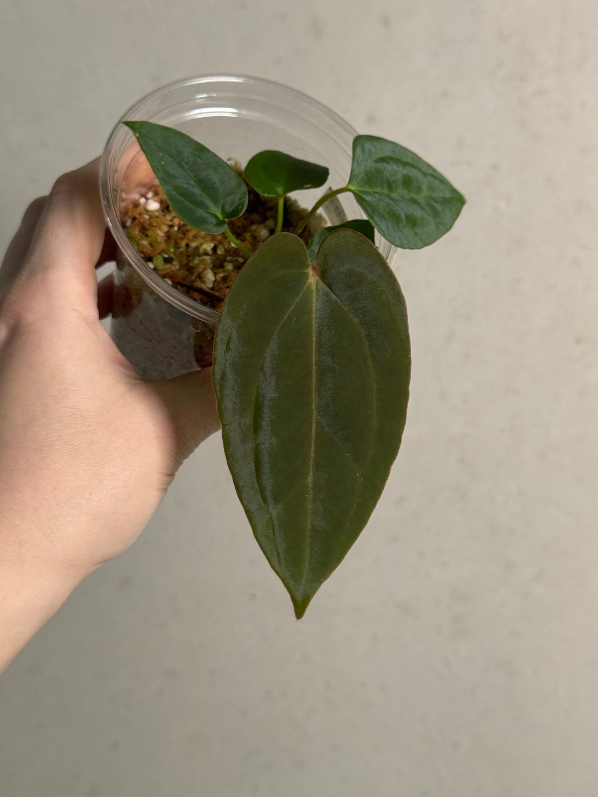 Crystallinaminum Anthurium 'Widowmaker' plant with vibrant green leaves and striking red spathes, indoor tropical houseplant.