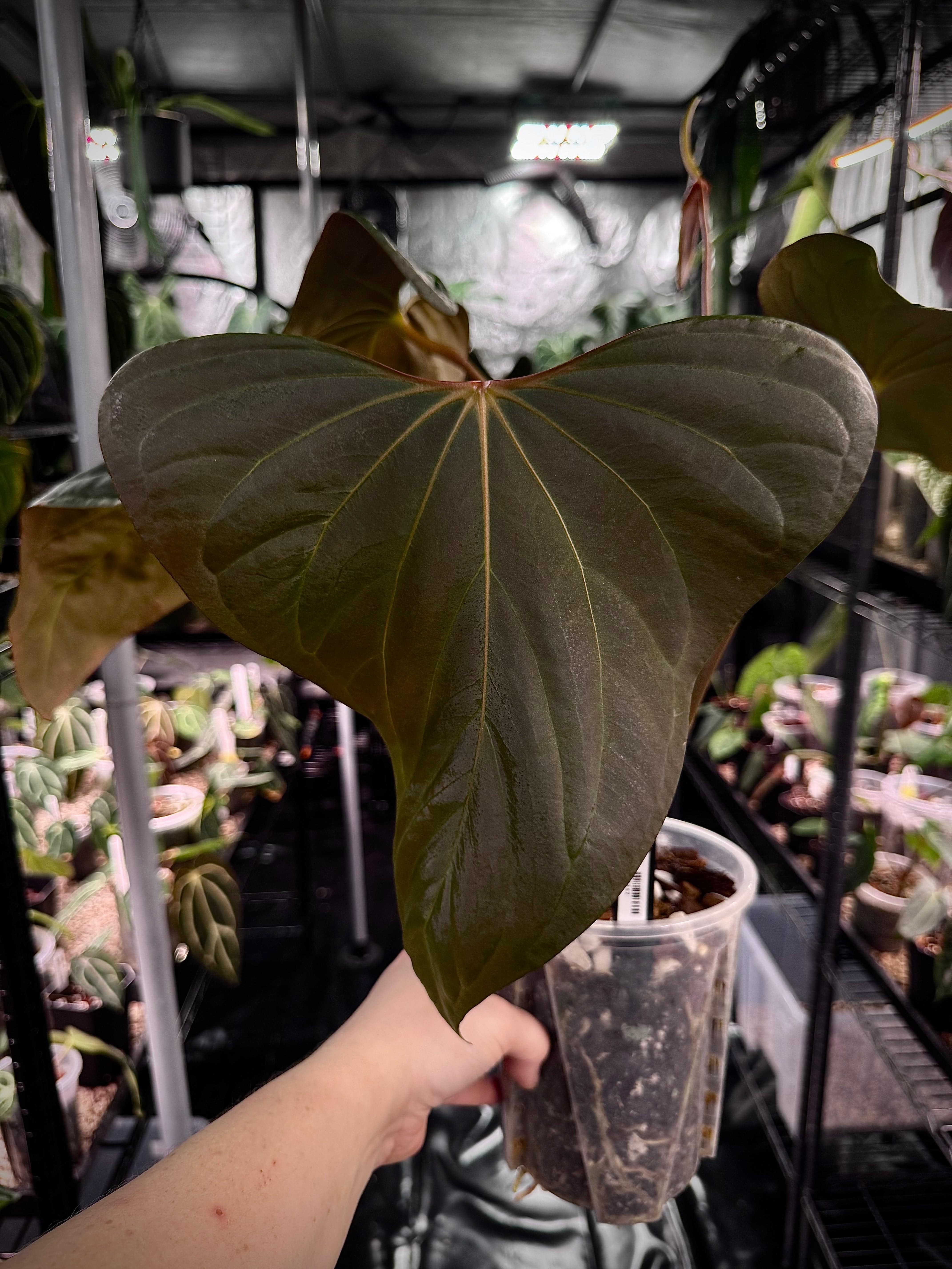 NFS: Anthurium Mr. Worldwide #3 - SMUKHI