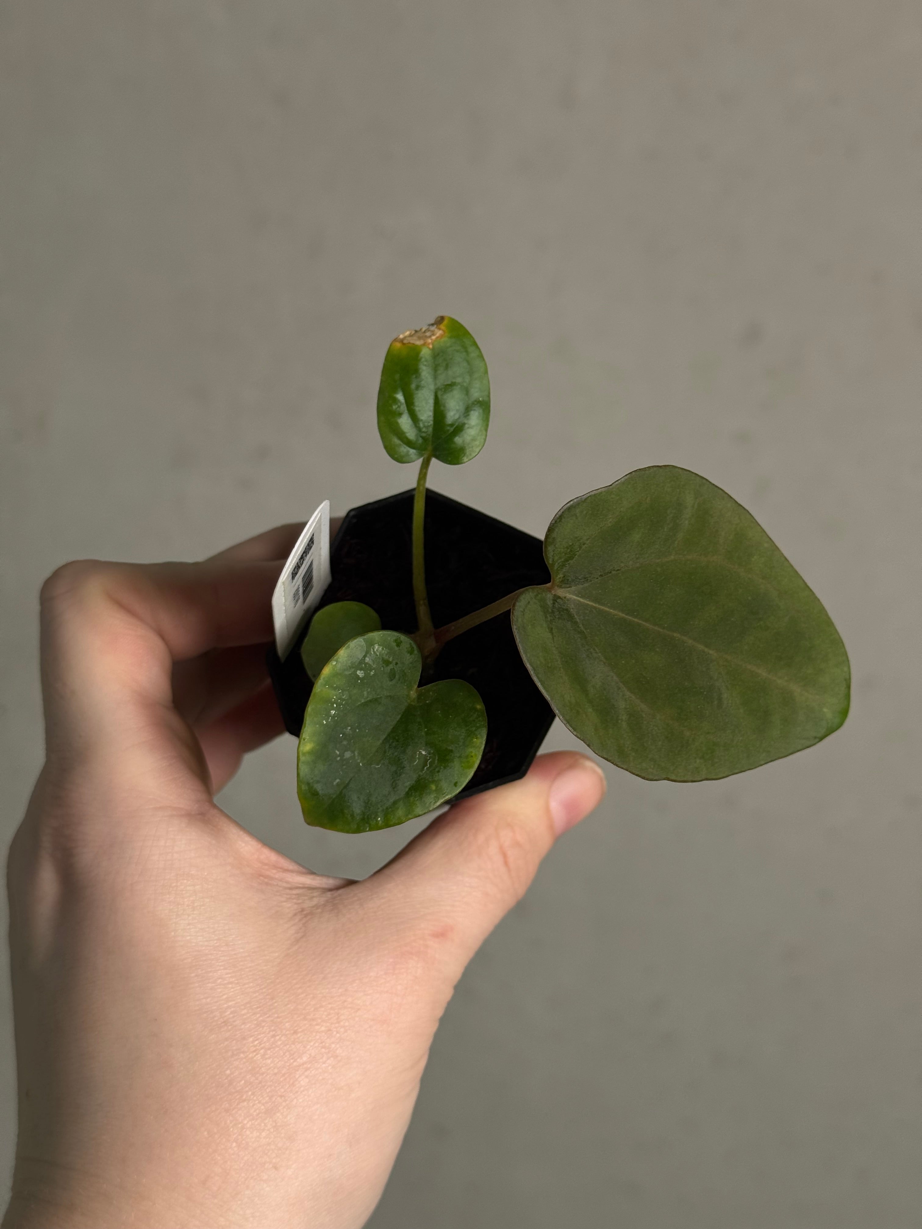 Anthurium Dressleri RG x ('Black' x RG F2 Dark) - SMUKHI