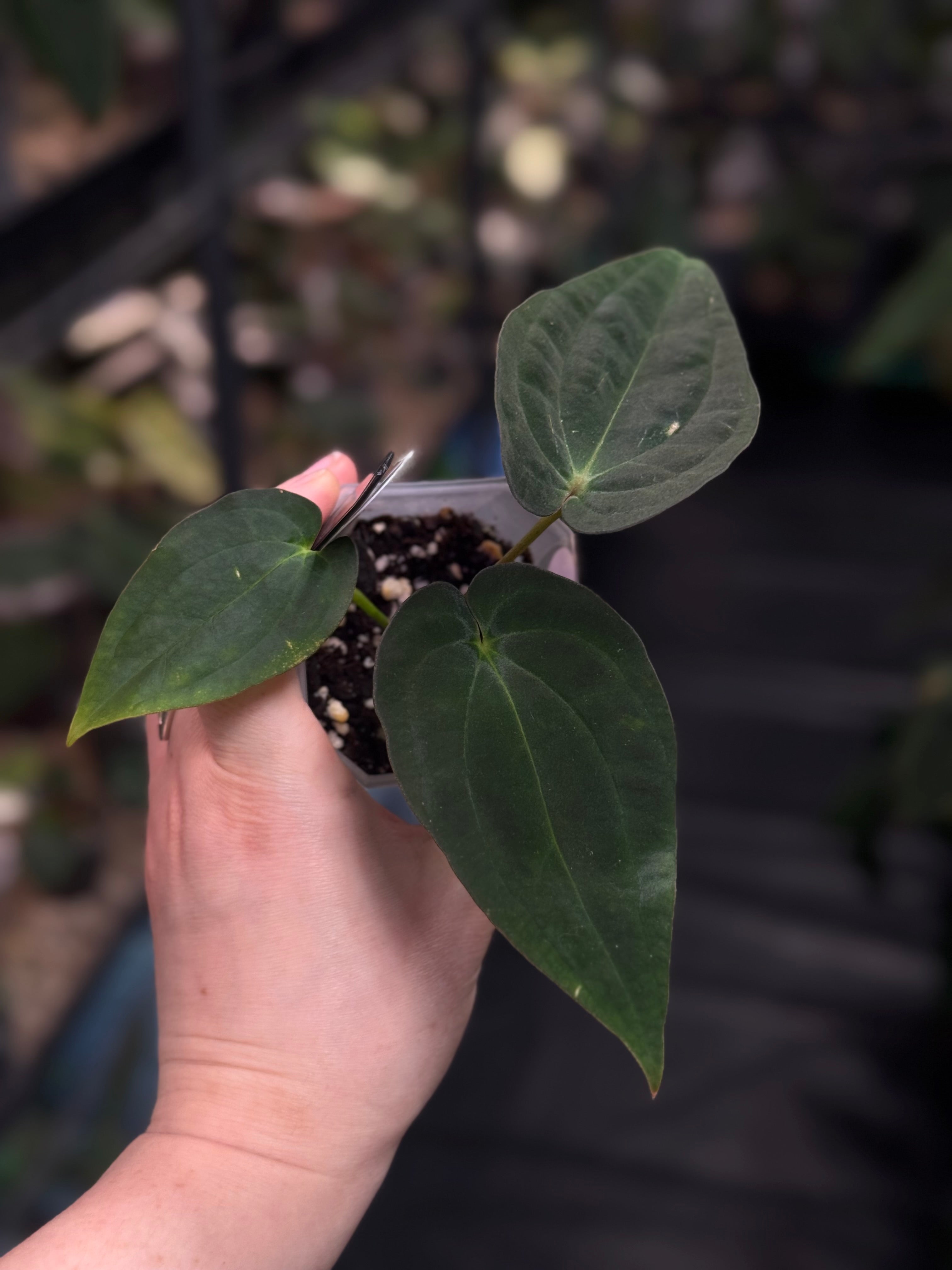 Anthurium Antolakii (BVEP) ‘Blackened tuna’ x RA1