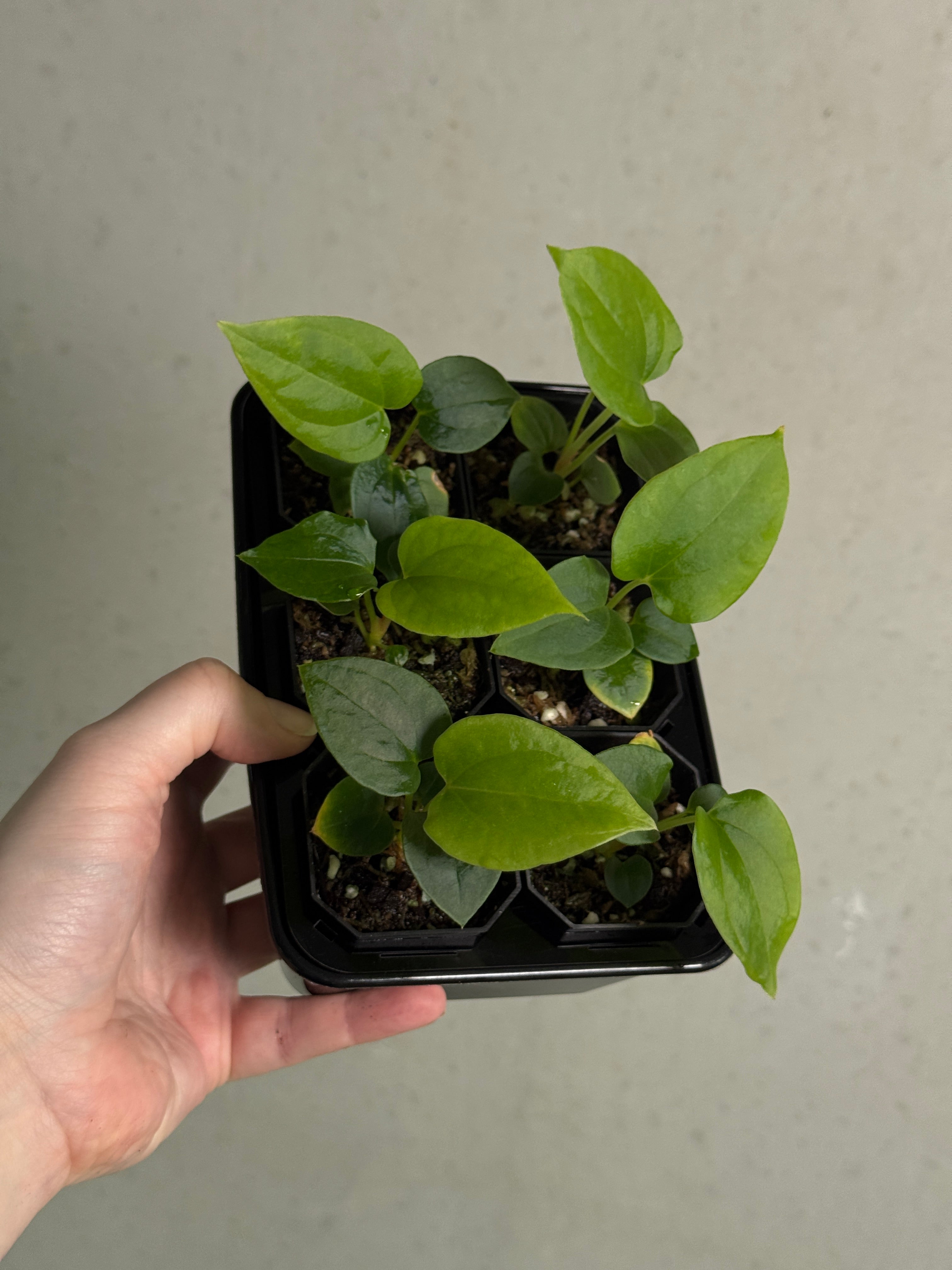 Anthurium RLxFS x Debile