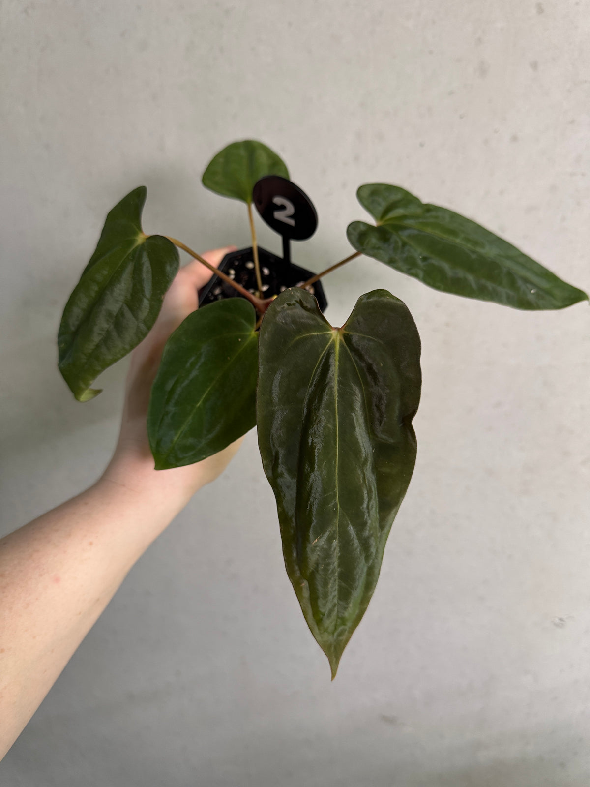 SMUKHI Anthurium plant with lush green leaves, showcasing vibrant red flowers, in a healthy, well-maintained indoor plant setting.