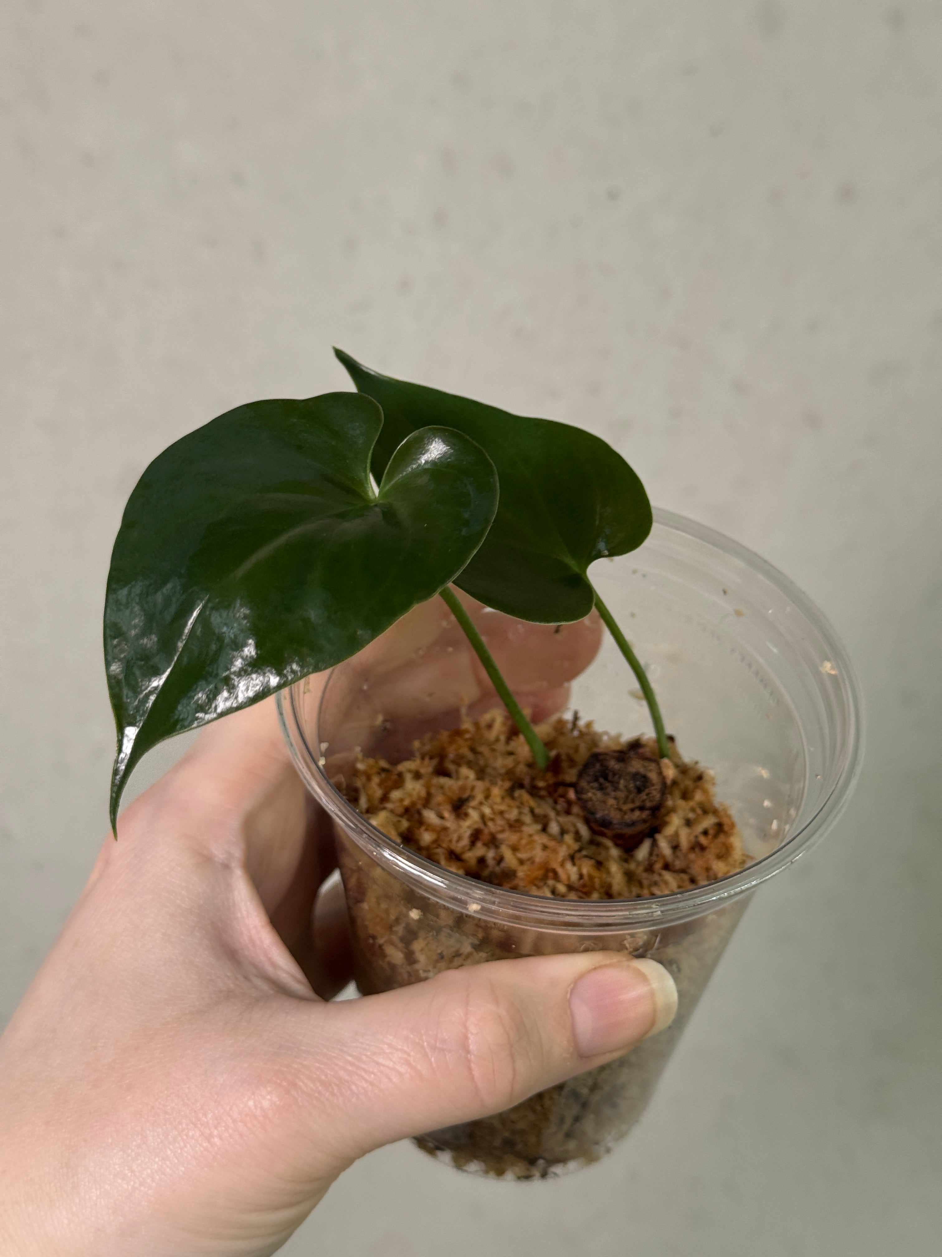 Anthurium Lucens - Clone
