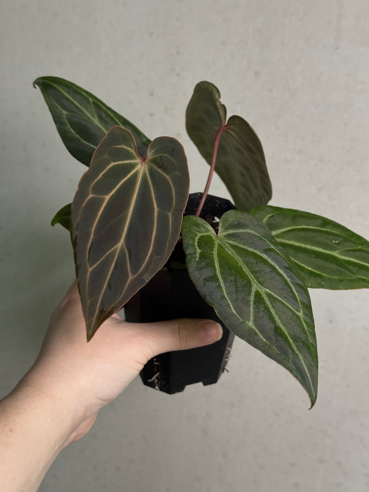 Anthurium 'Stripey' X2 x Besseae aff 'Spider'