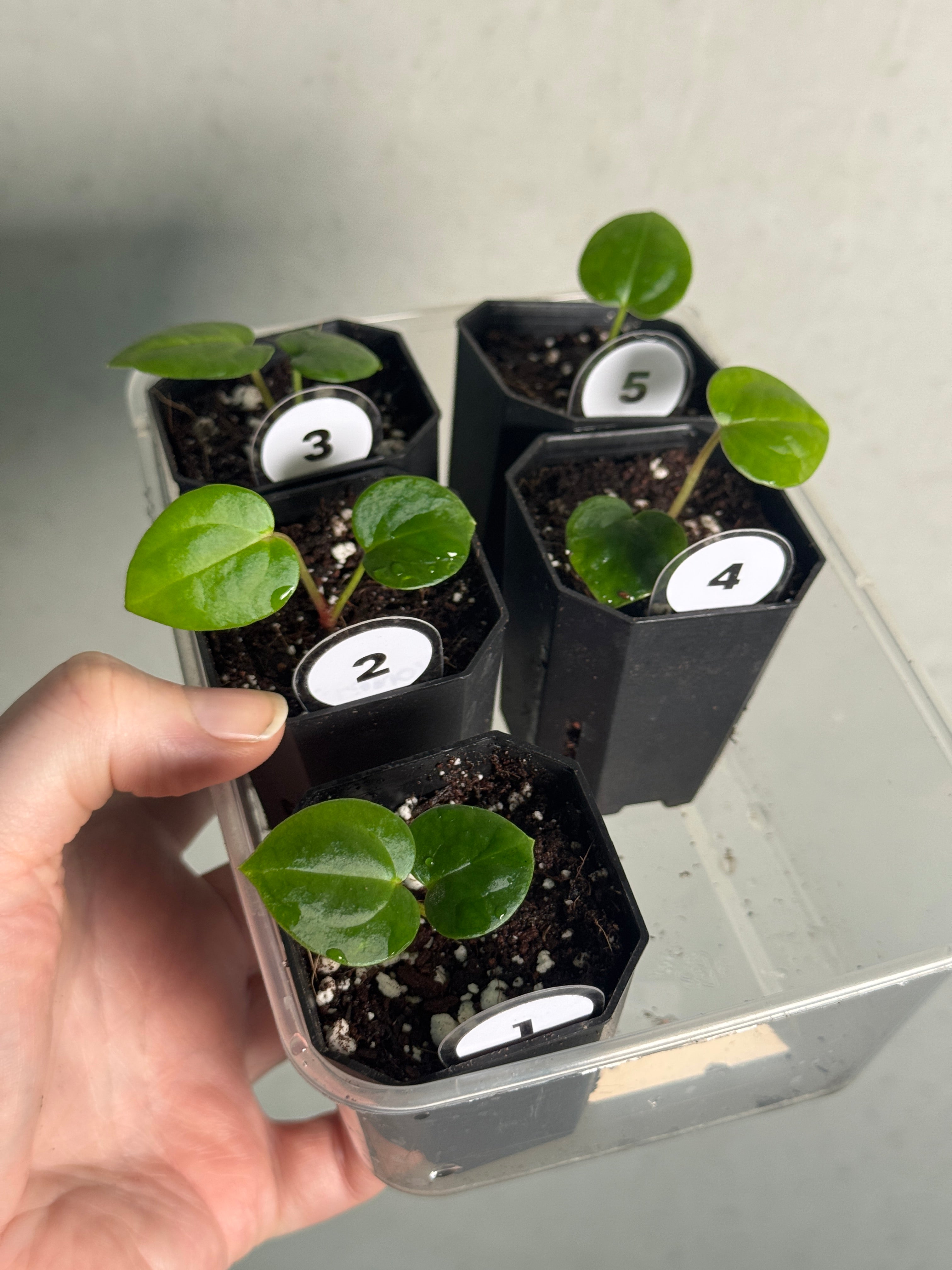 Anthurium Michelle x (?)