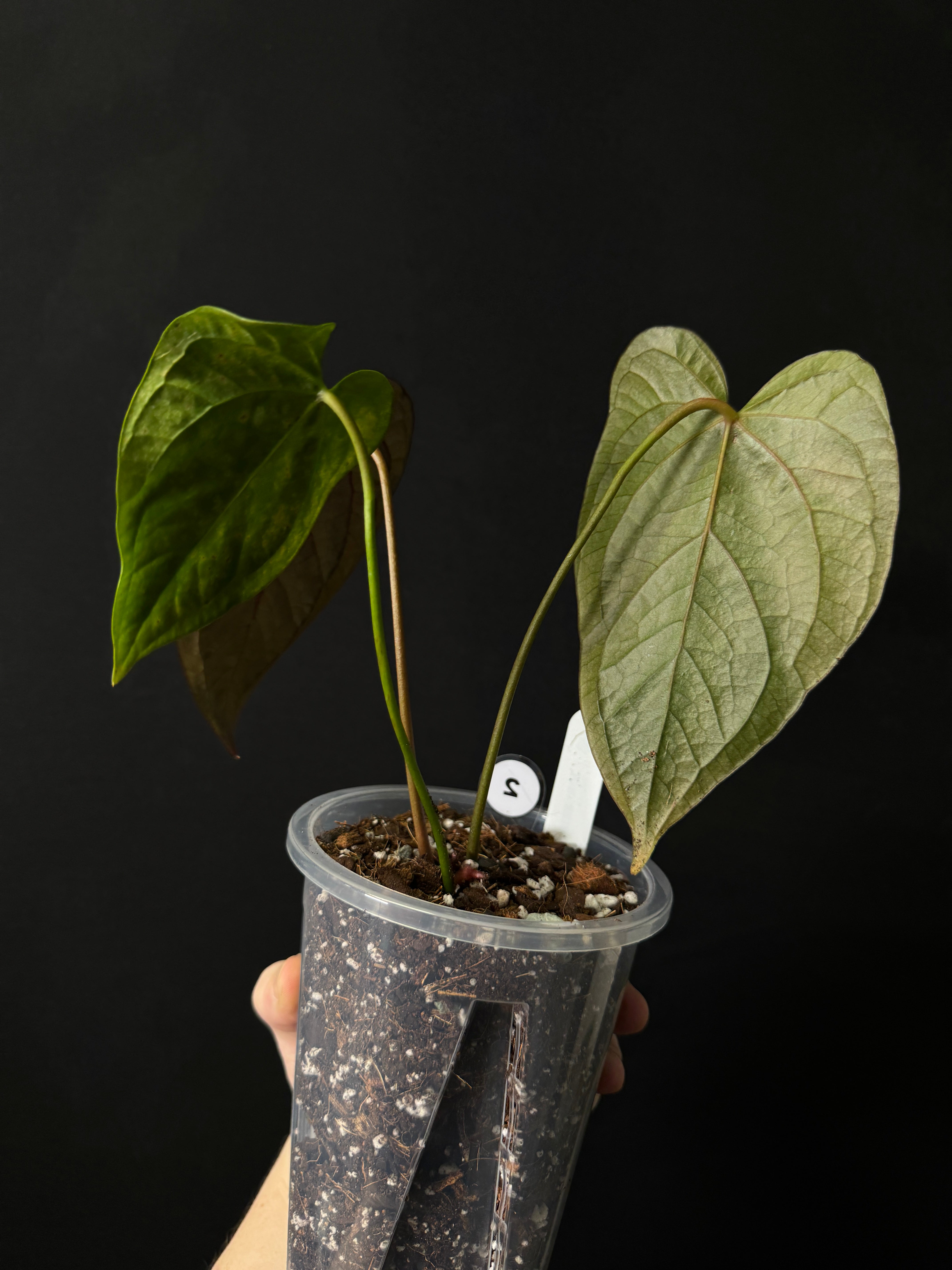 Anthurium Queen of Hearts