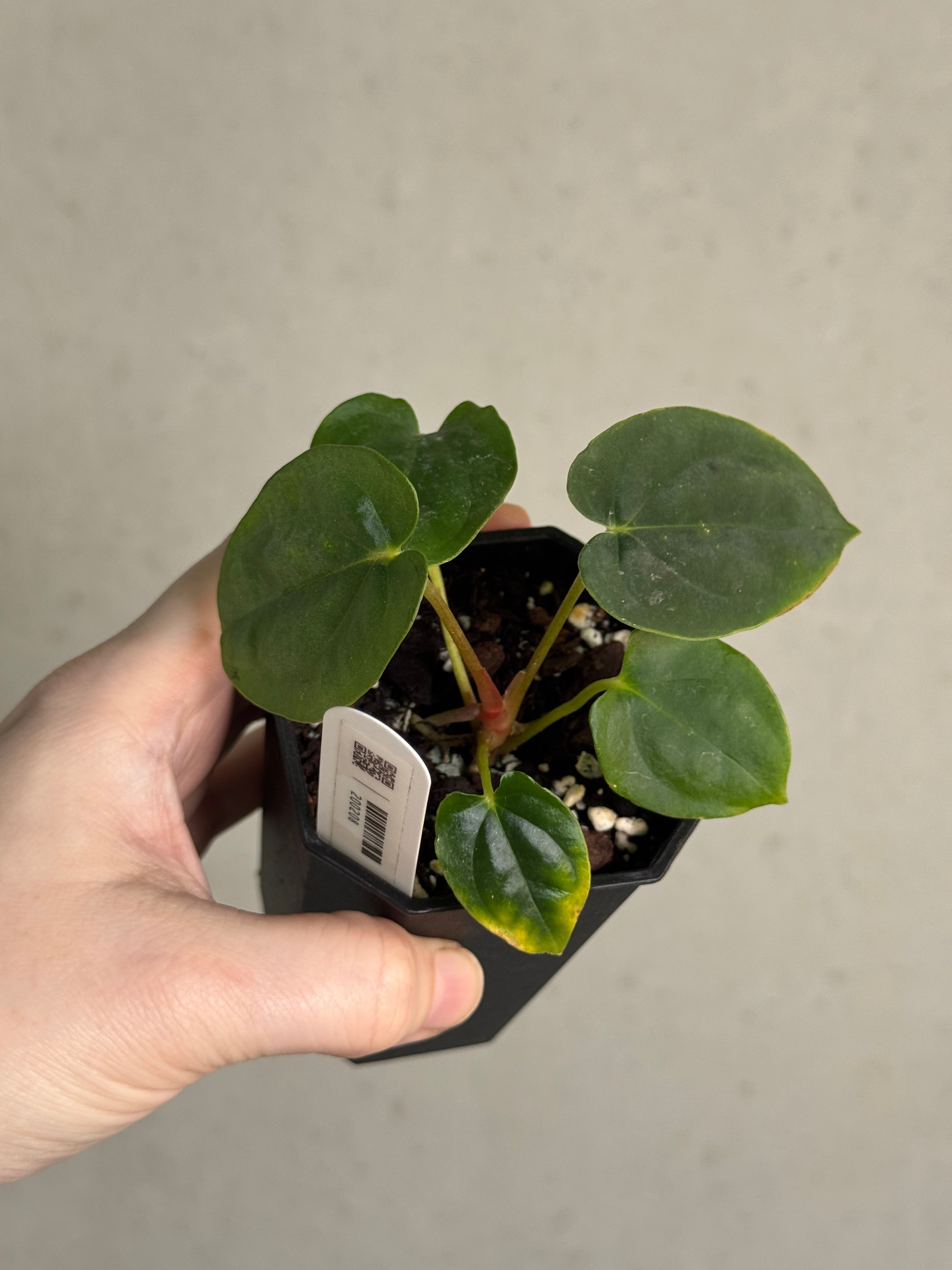 Anthurium 'Supernova' x self - SMUKHI